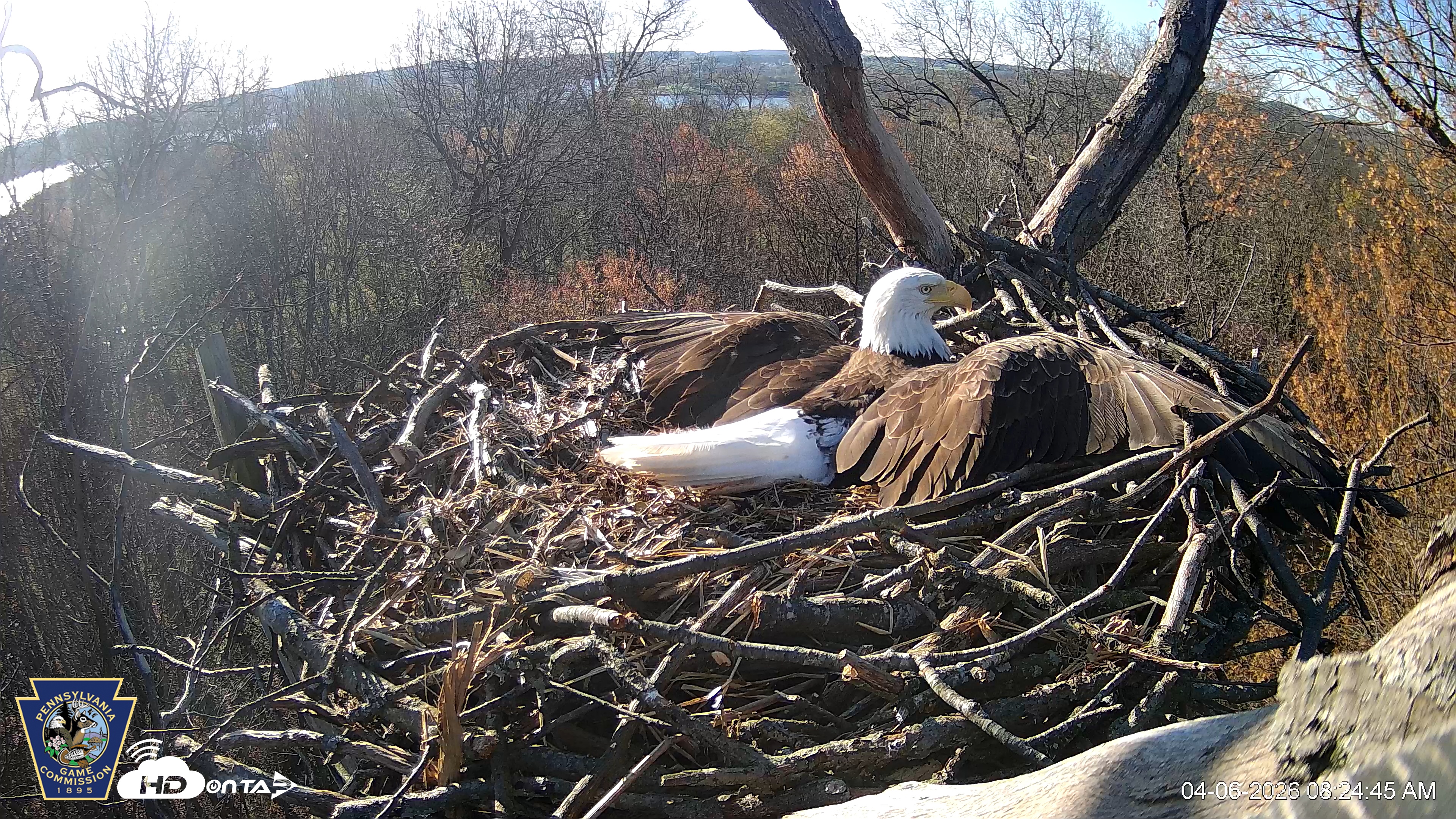 Snapshot of Hanover Eagles Live Cam taken Apr 6, 2026, 8:24am EDT