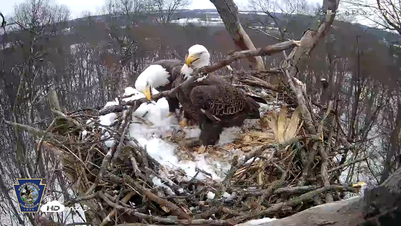 Snapshot of Hanover Eagles Live Cam taken Dec 15, 2025, 12:36pm EST