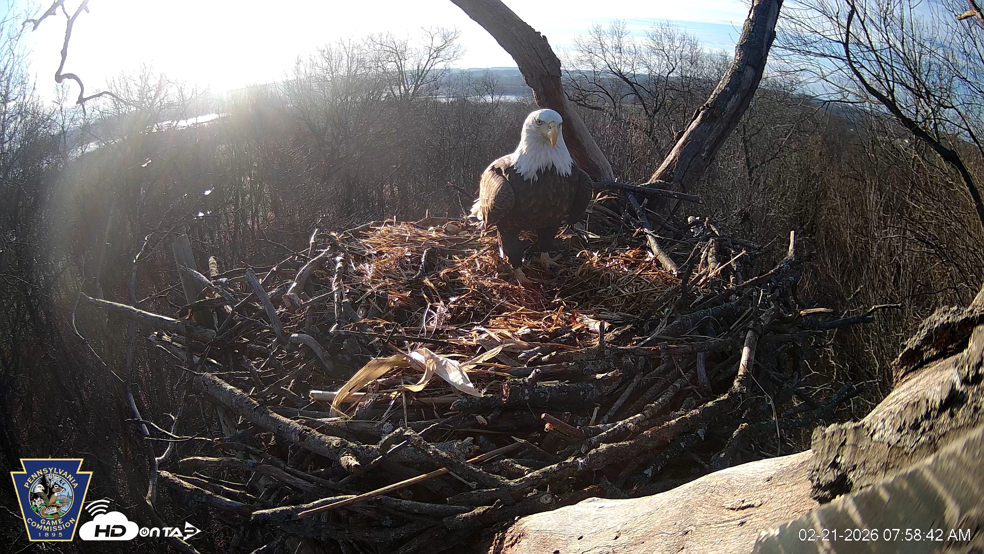 Snapshot of Hanover Eagles Live Cam taken Feb 21, 2026, 7:58am EST