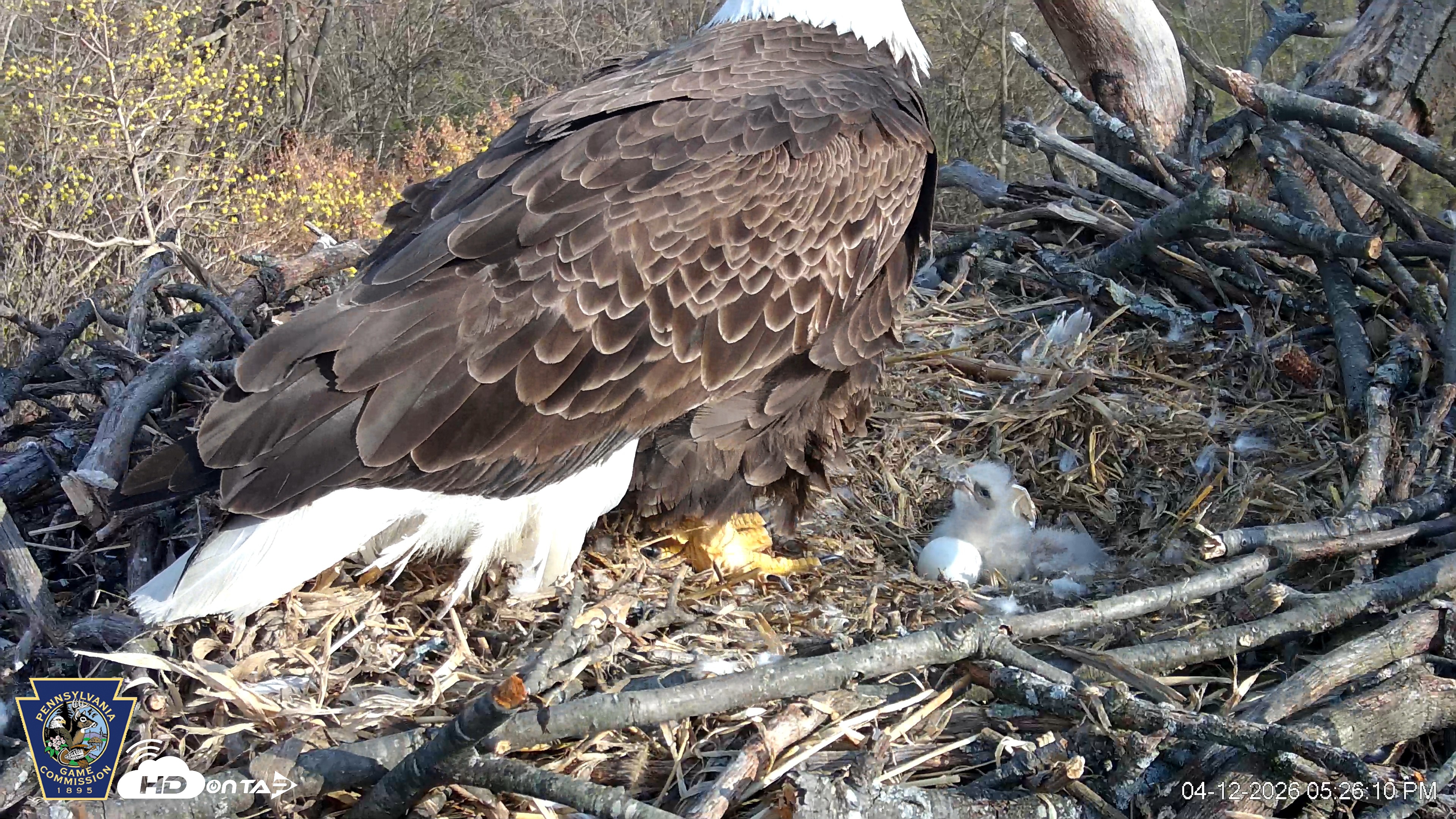 Snapshot of Hanover Eagles Live Cam taken Apr 12, 2026, 5:26pm EDT