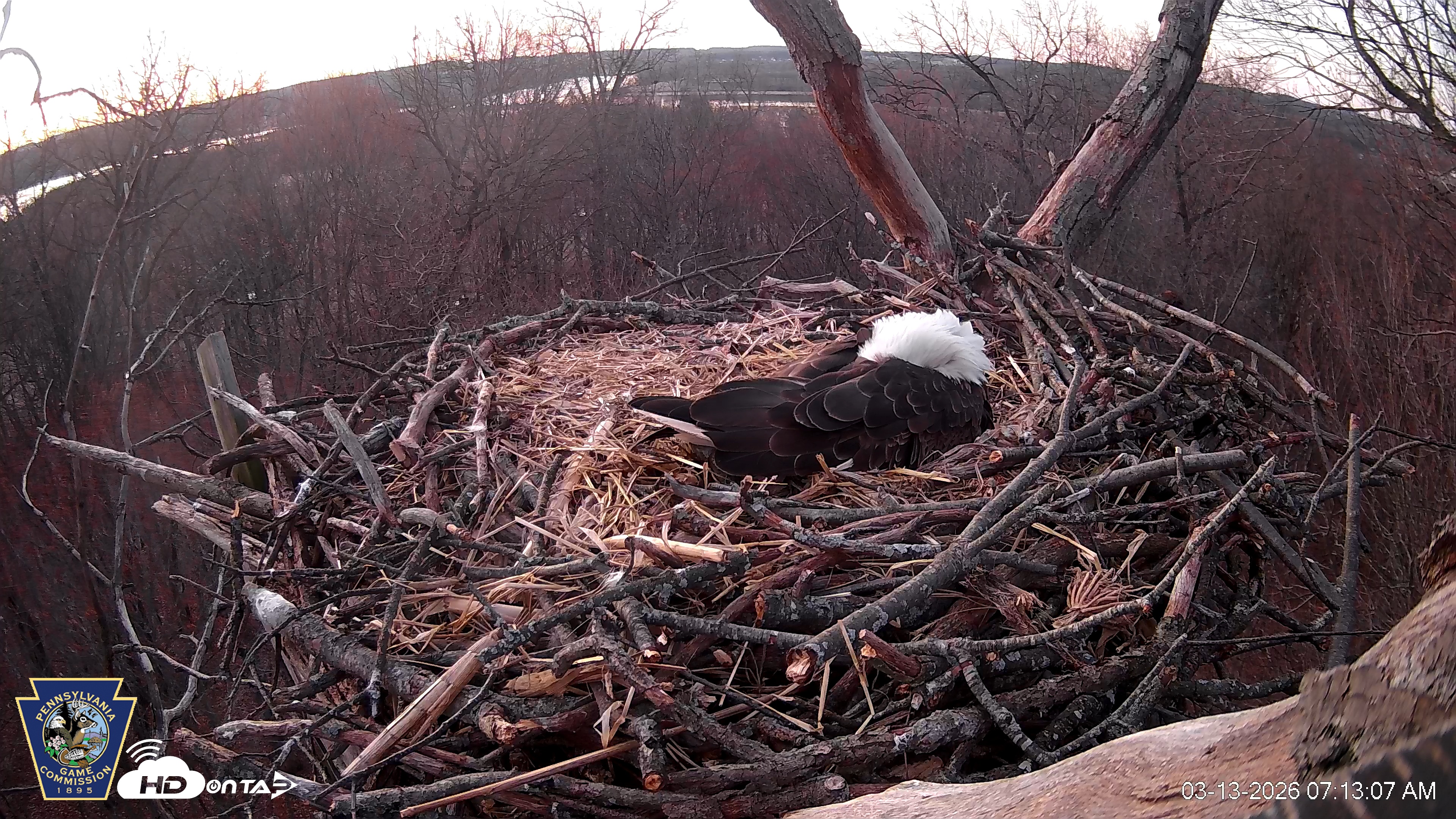 Snapshot of Hanover Eagles Live Cam taken Mar 13, 2026, 7:13am EDT