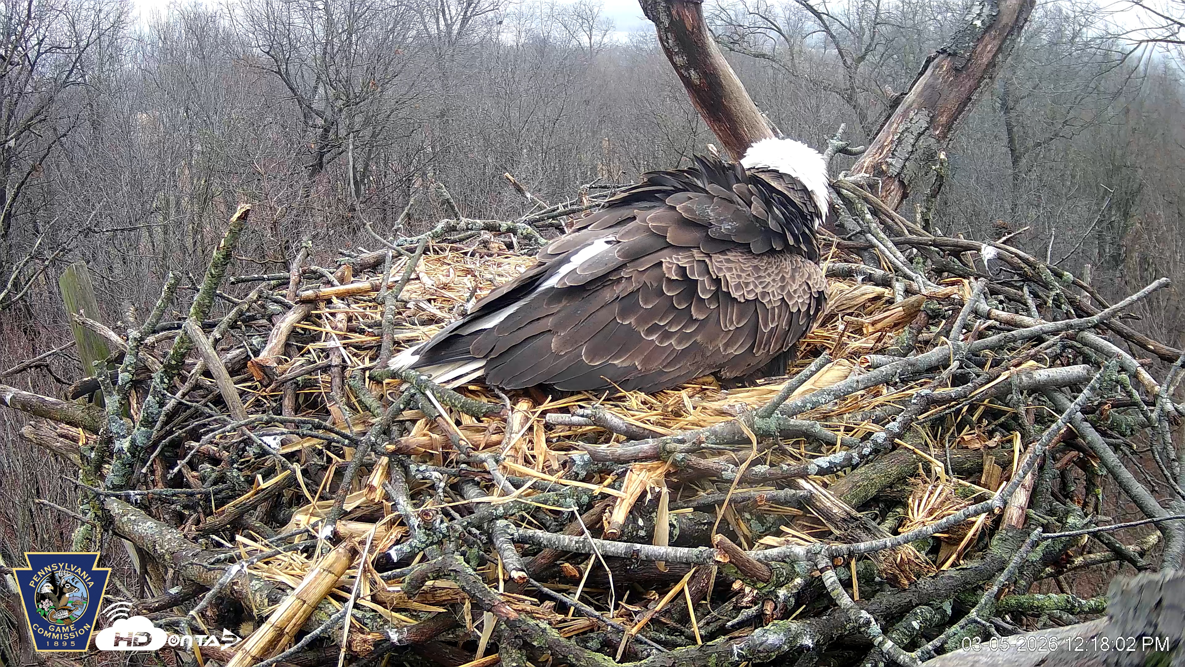 Snapshot of Hanover Eagles Live Cam taken Mar 5, 2026, 12:18pm EST