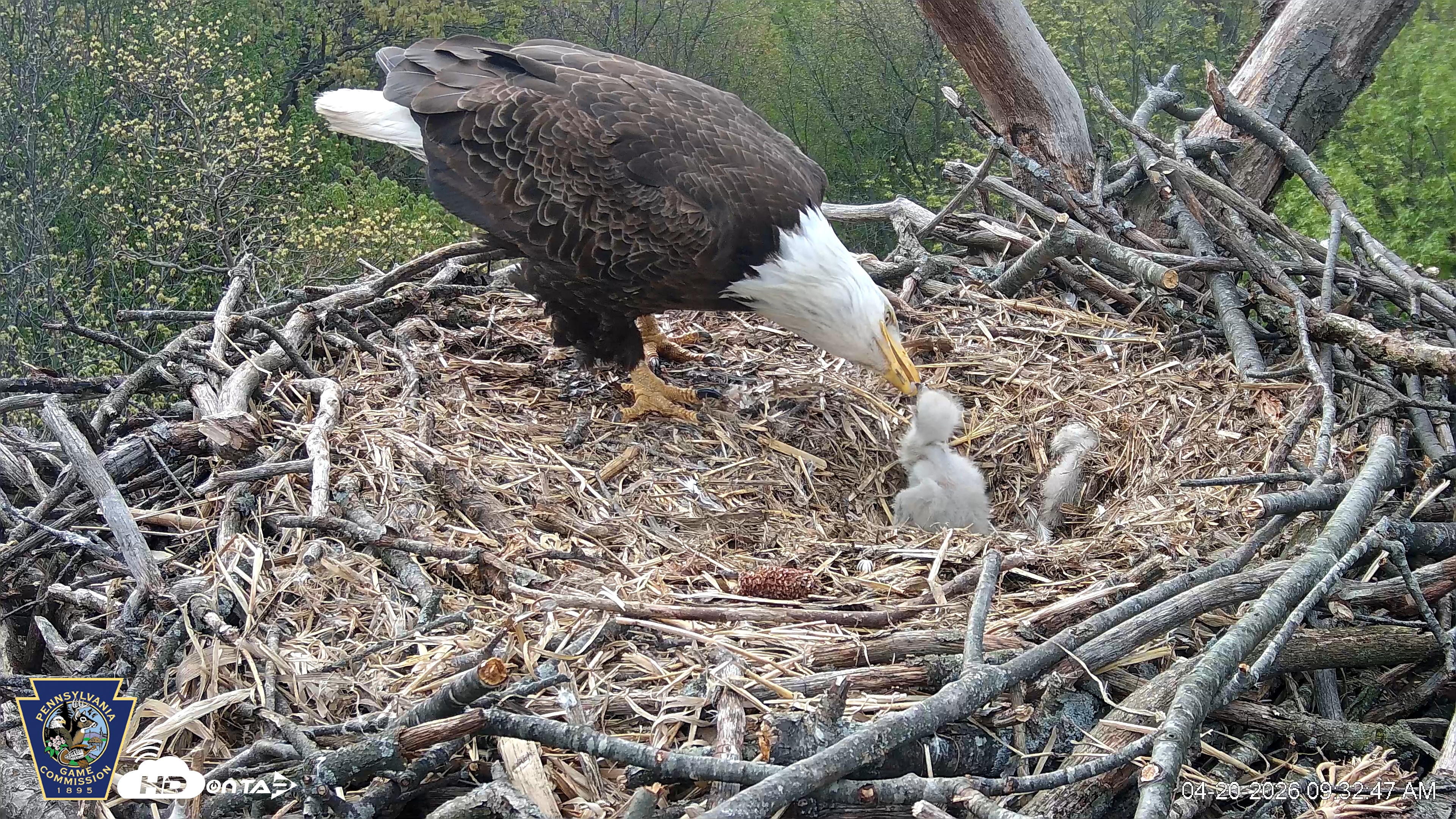 Snapshot of Hanover Eagles Live Cam taken Apr 20, 2026, 9:33am EDT
