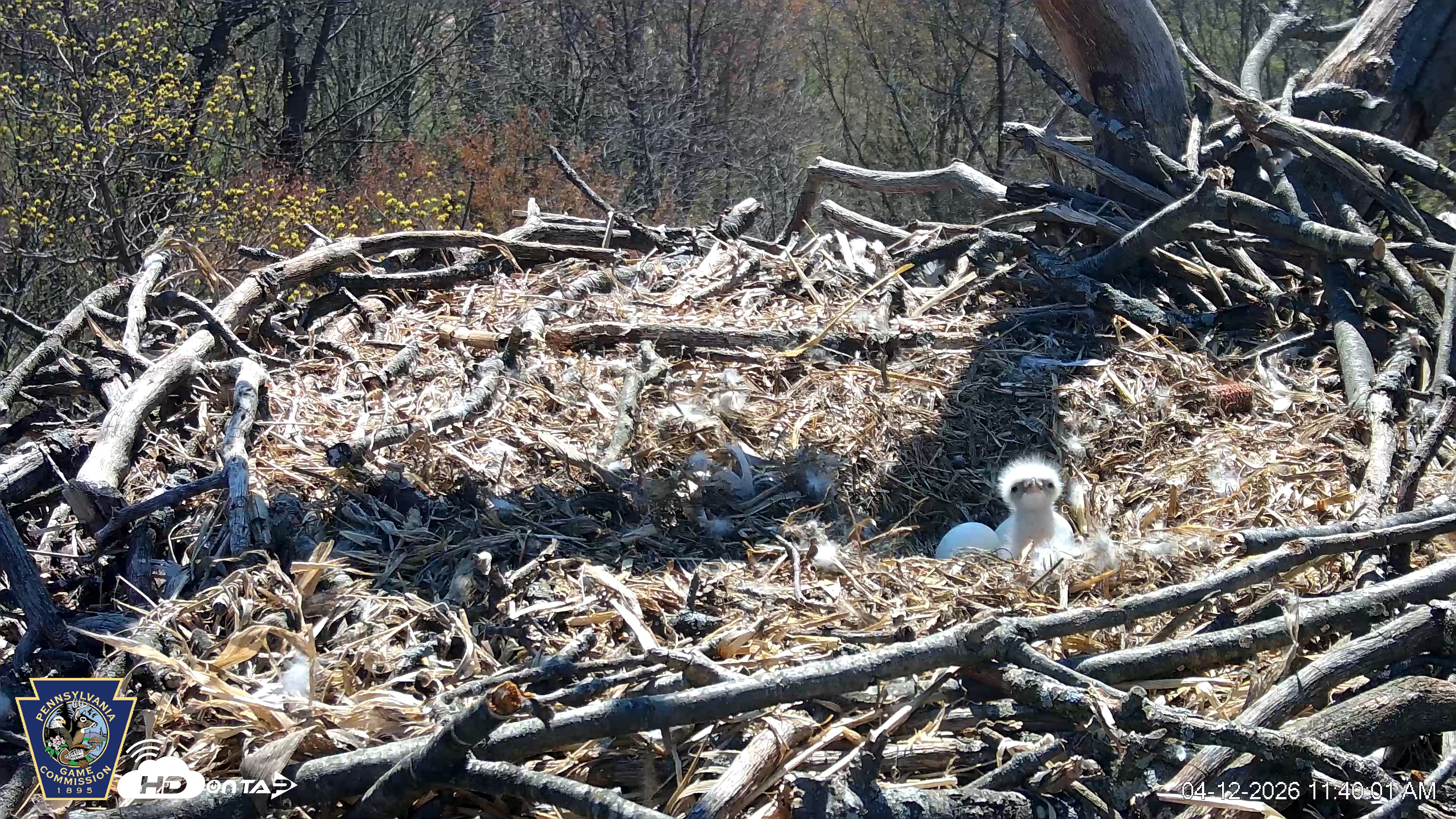 Snapshot of Hanover Eagles Live Cam taken Apr 12, 2026, 11:40am EDT