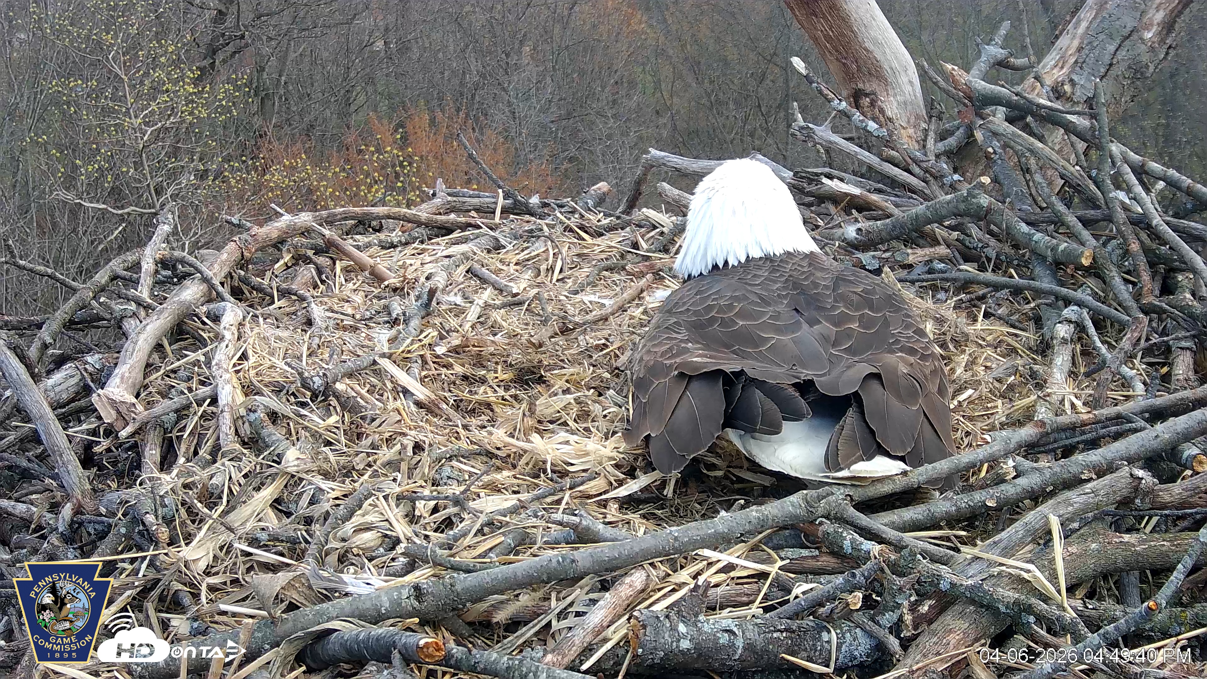 Snapshot of Hanover Eagles Live Cam taken Apr 6, 2026, 4:50pm EDT