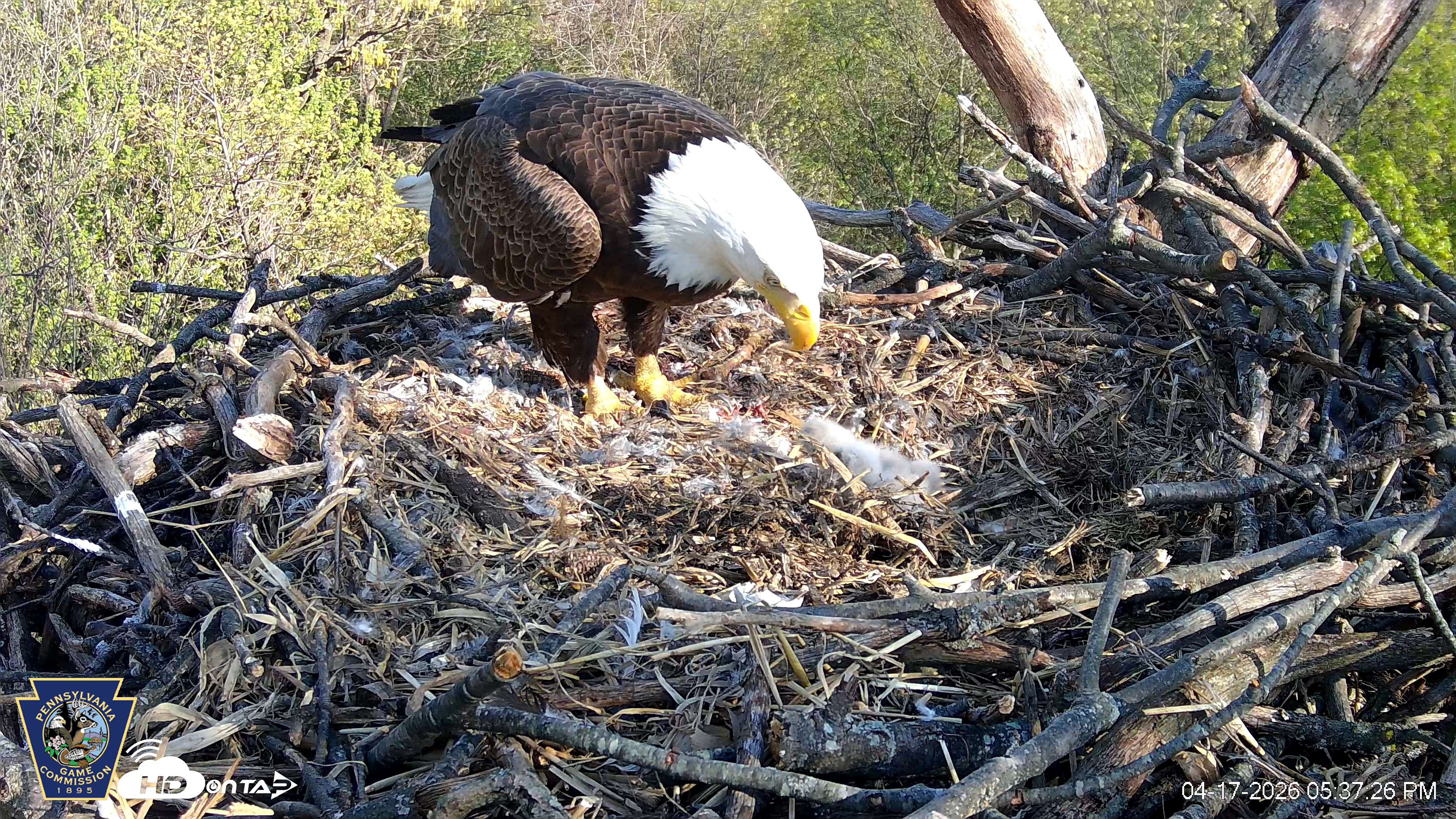Snapshot of Hanover Eagles Live Cam taken Apr 17, 2026, 5:39pm EDT
