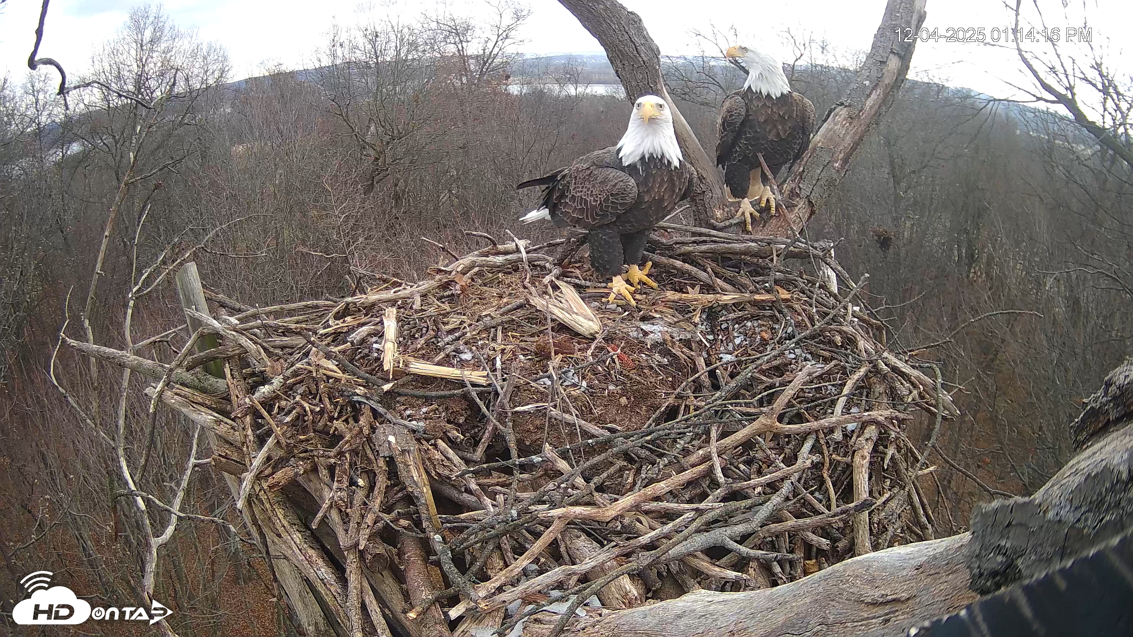Snapshot of Hanover Eagles Live Cam taken Dec 4, 2025, 1:14pm EST