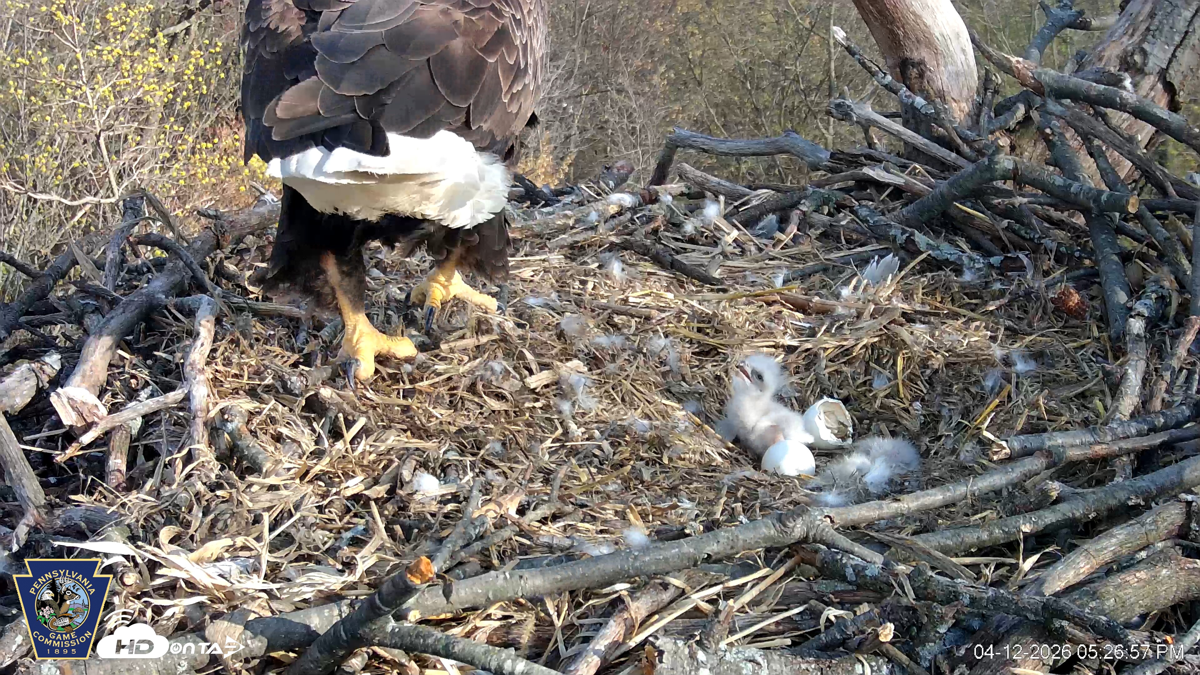 Snapshot of Hanover Eagles Live Cam taken Apr 12, 2026, 5:27pm EDT