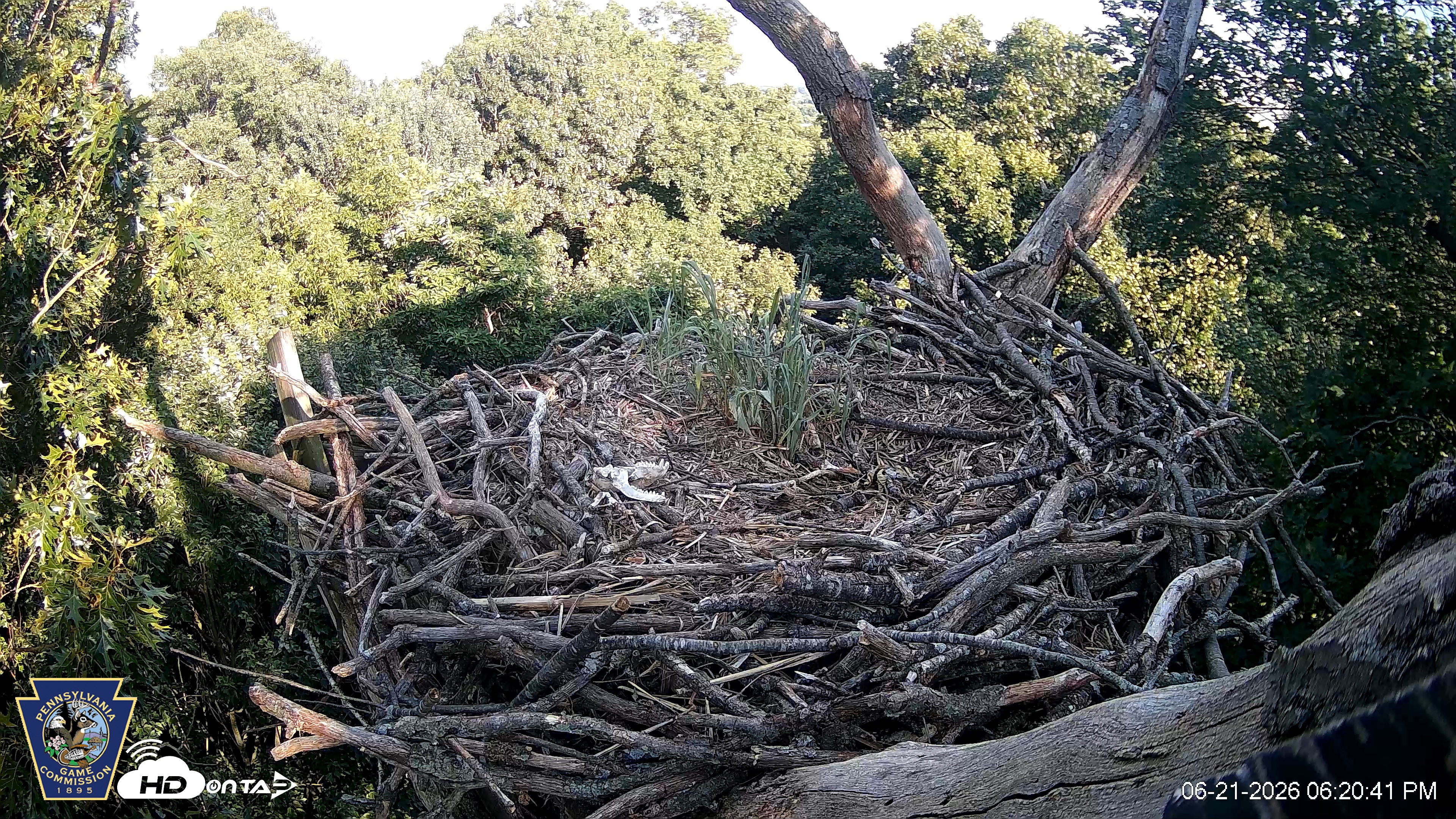 Snapshot of Hanover Eagles Live Cam taken Jun 21, 2026, 6:21pm EDT