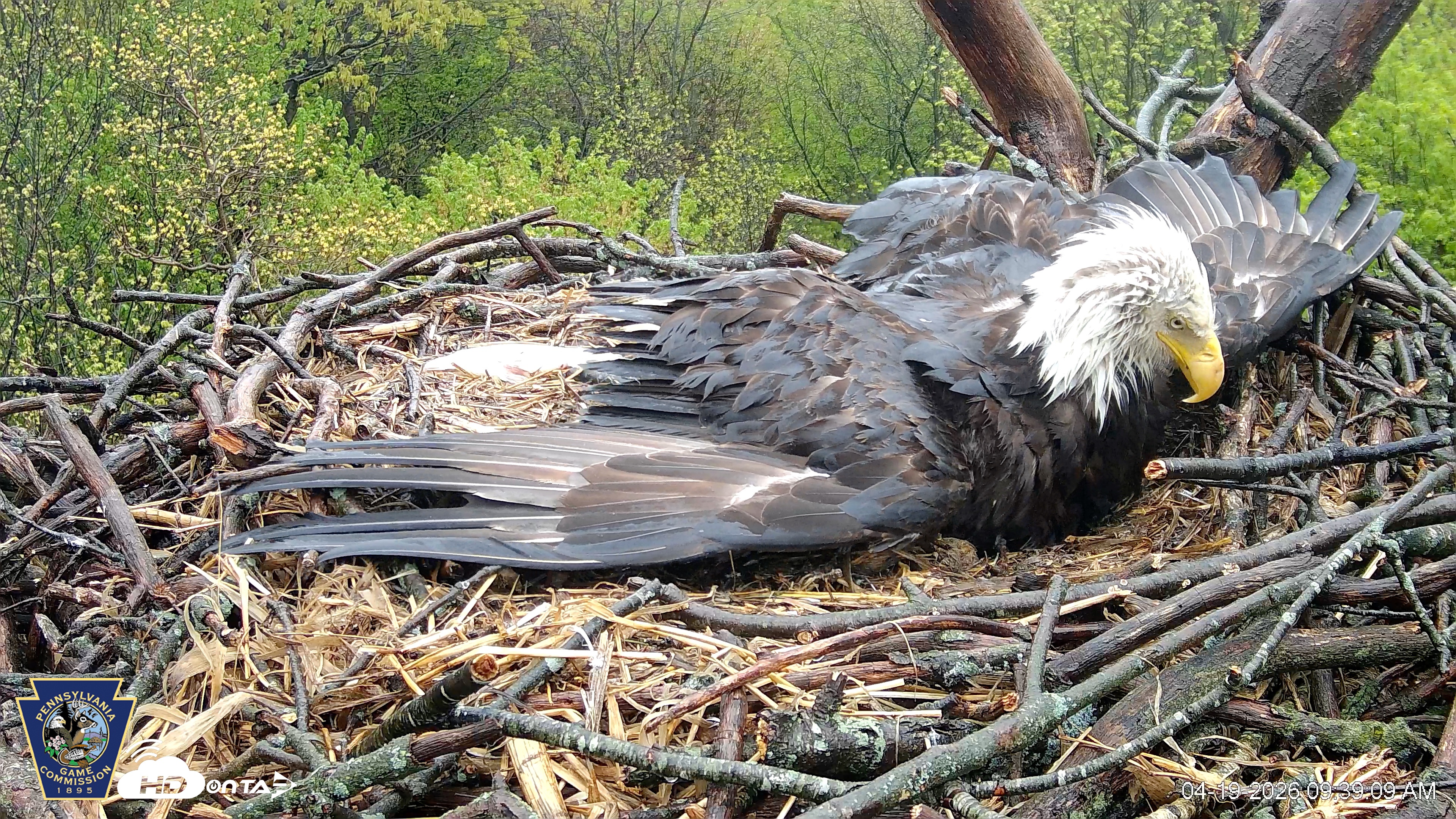 Snapshot of Hanover Eagles Live Cam taken Apr 19, 2026, 9:39am EDT