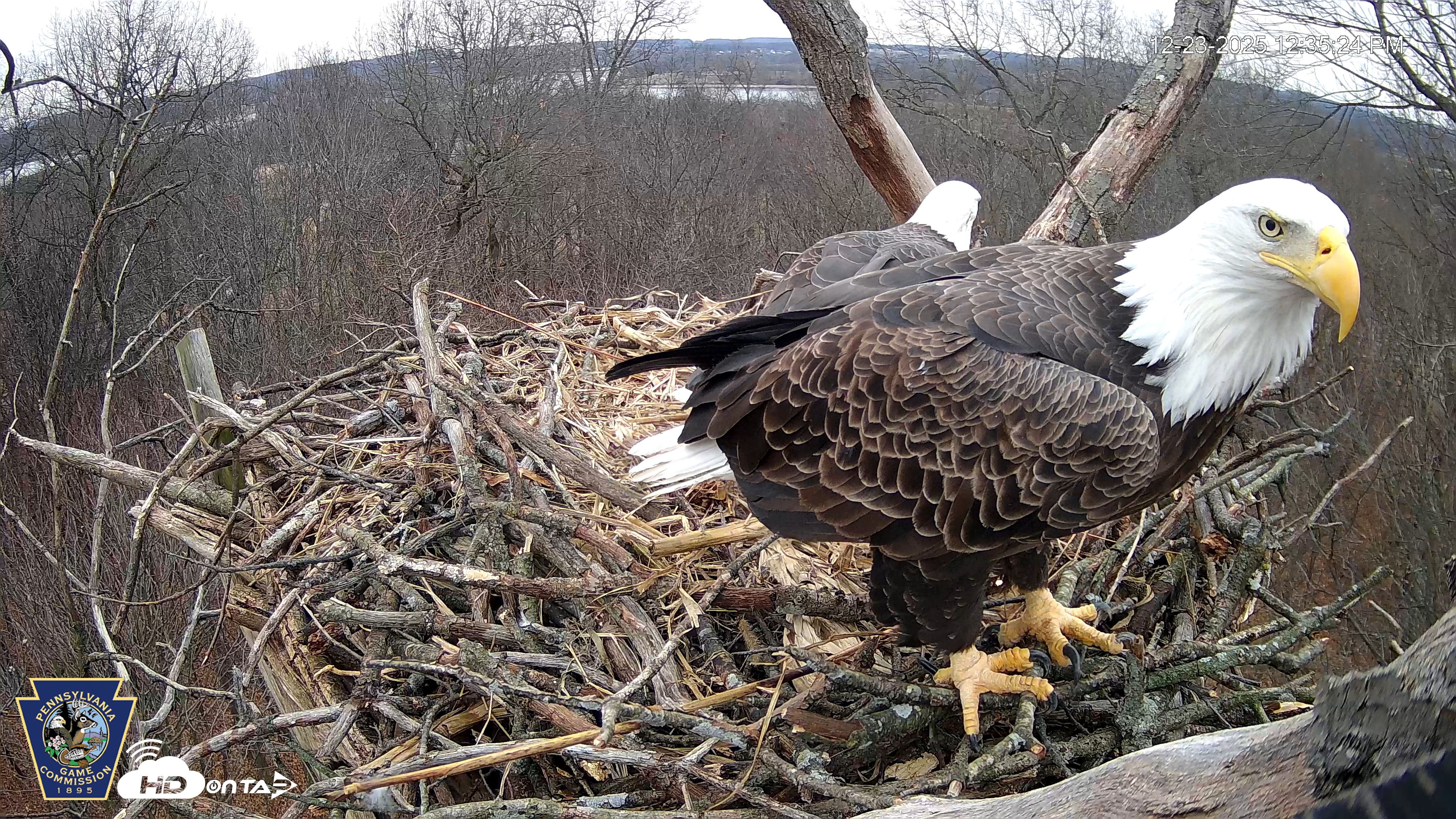 Snapshot of Hanover Eagles Live Cam taken Dec 23, 2025, 12:35pm EST