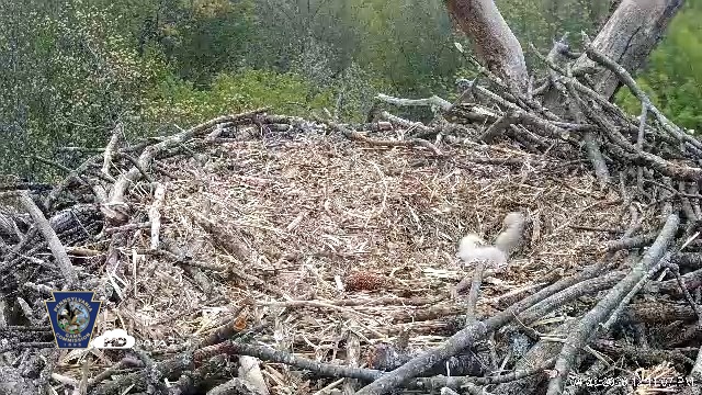 Snapshot of Hanover Eagles Live Cam taken Apr 20, 2026, 12:11pm EDT