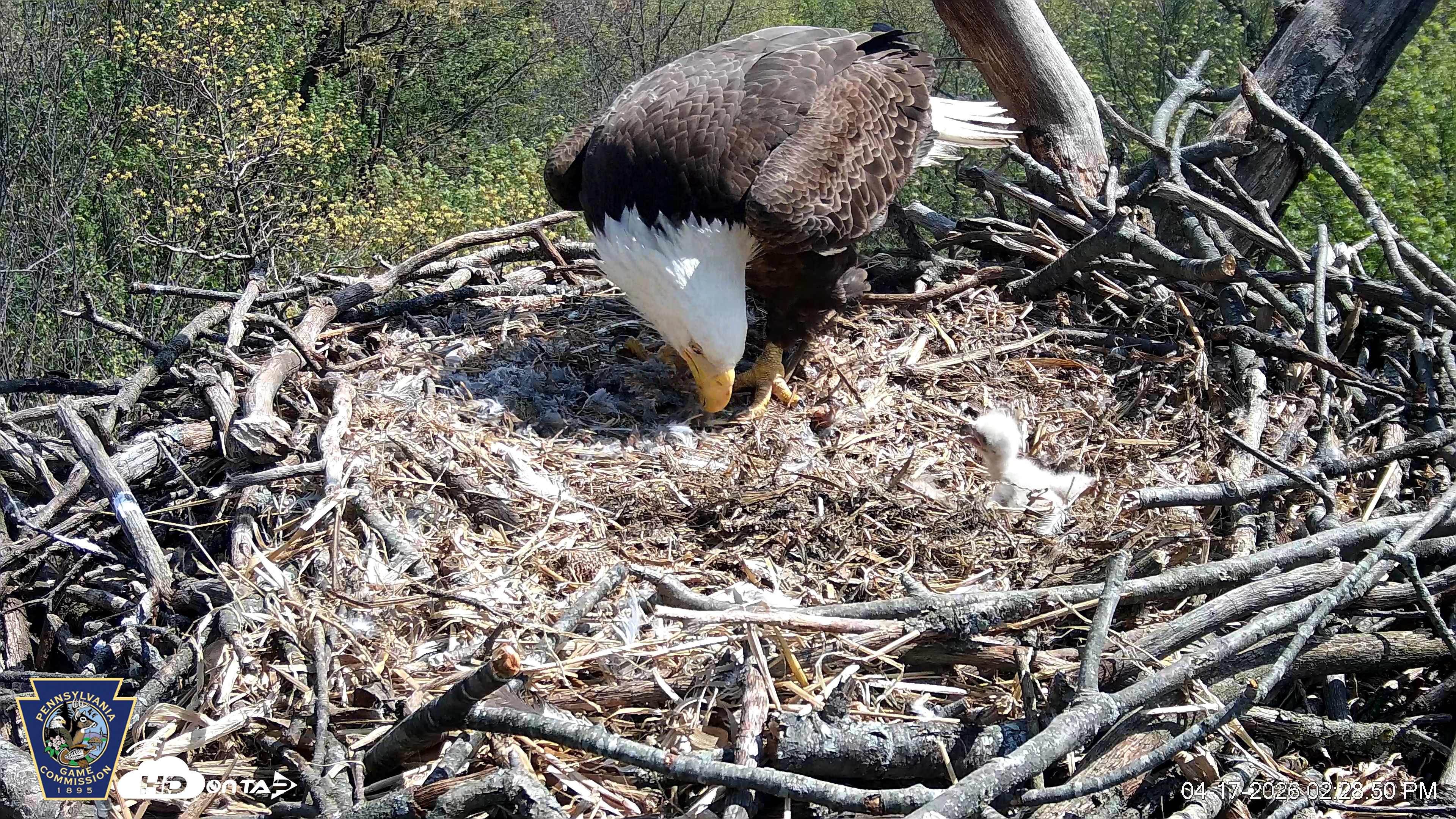 Snapshot of Hanover Eagles Live Cam taken Apr 17, 2026, 2:29pm EDT