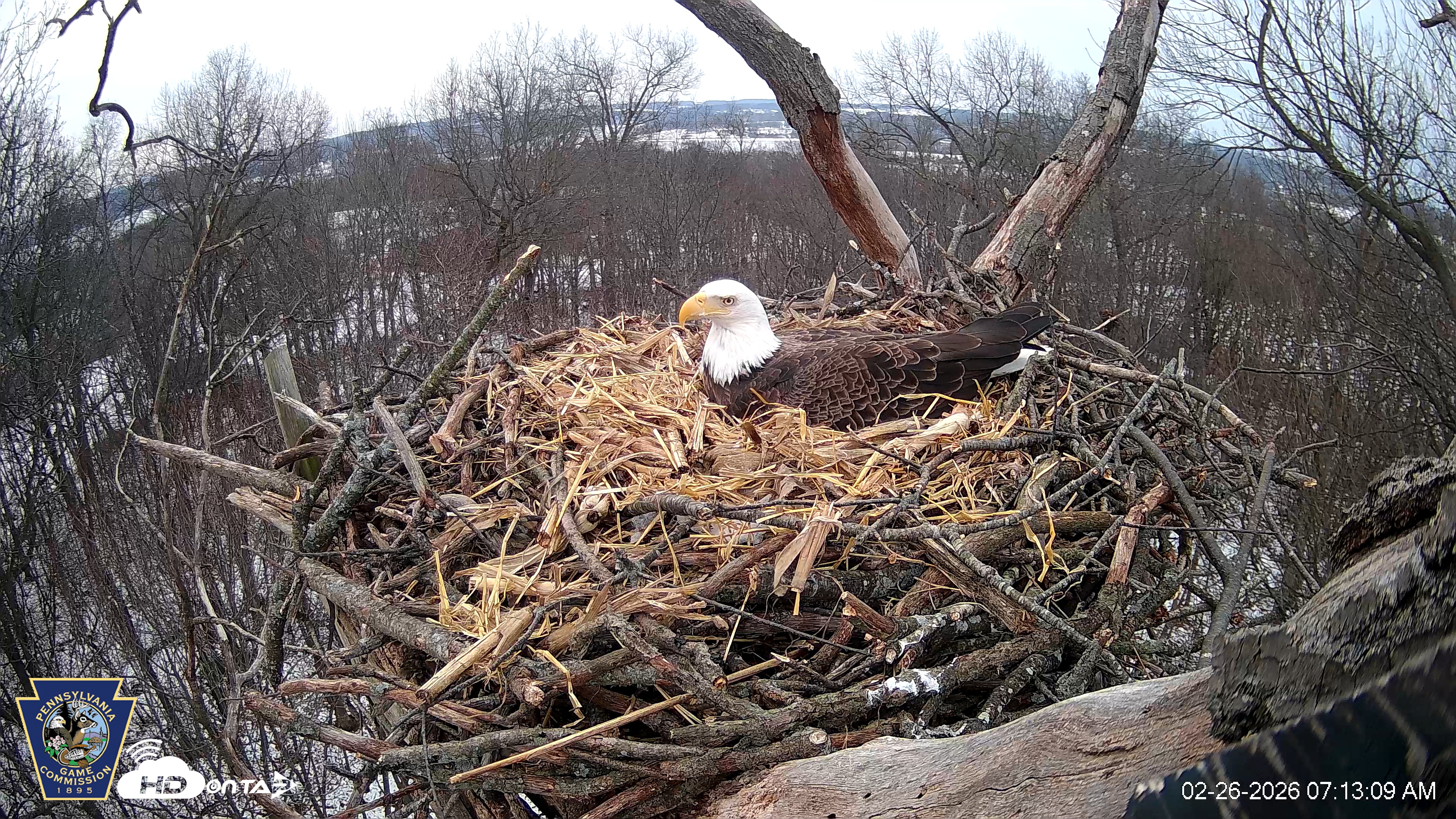 Snapshot of Hanover Eagles Live Cam taken Feb 26, 2026, 7:14am EST