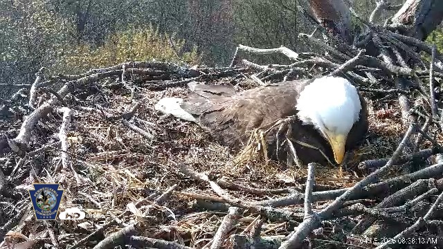 Snapshot of Hanover Eagles Live Cam taken Apr 15, 2026, 8:38am EDT
