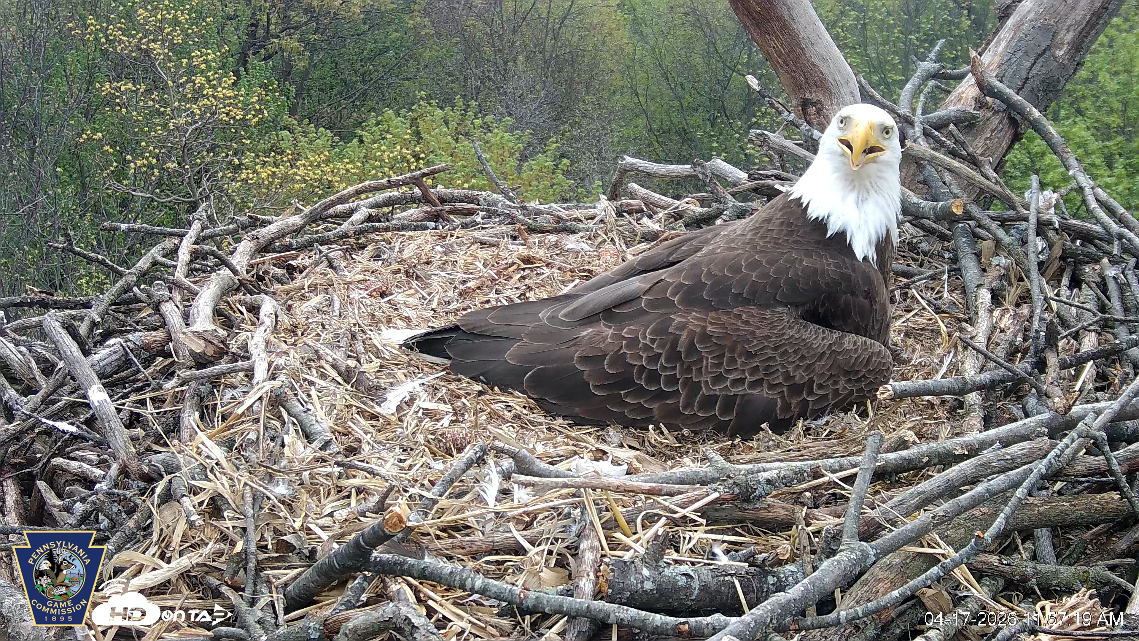 Snapshot of Hanover Eagles Live Cam taken Apr 17, 2026, 11:58am EDT