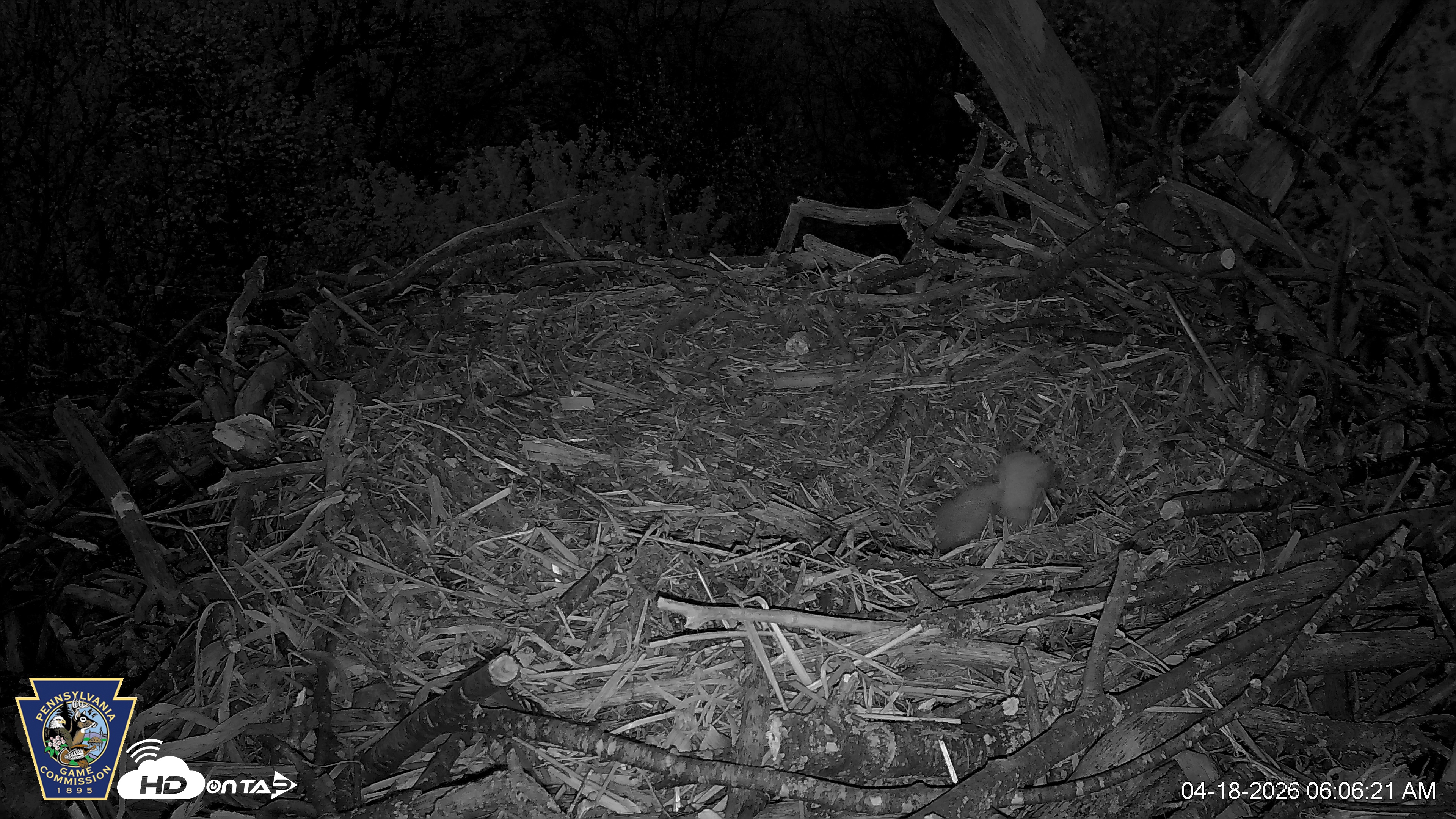 Snapshot of Hanover Eagles Live Cam taken Apr 18, 2026, 6:06am EDT