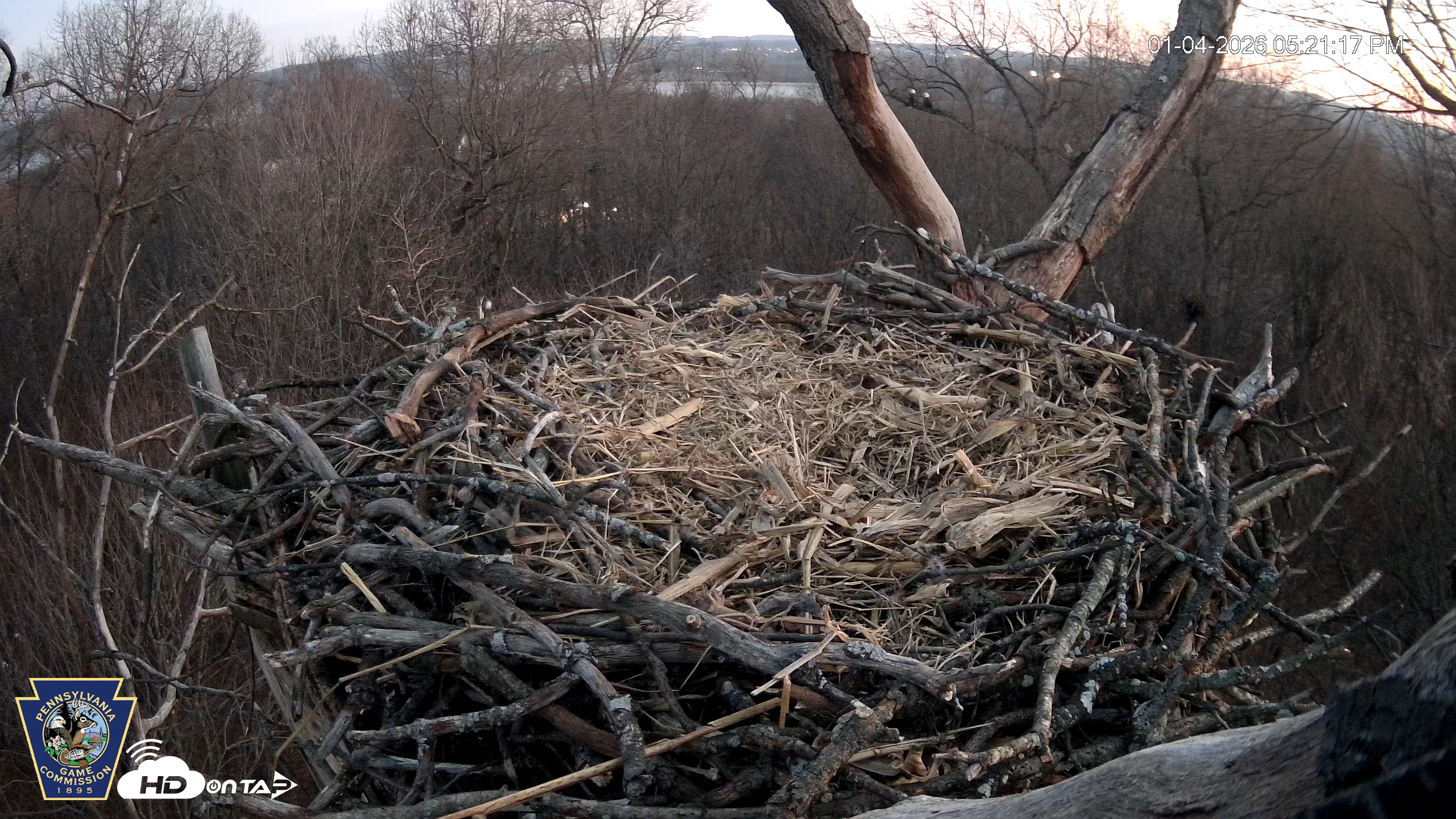 Snapshot of Hanover Eagles Live Cam taken Jan 4, 2026, 5:22pm EST