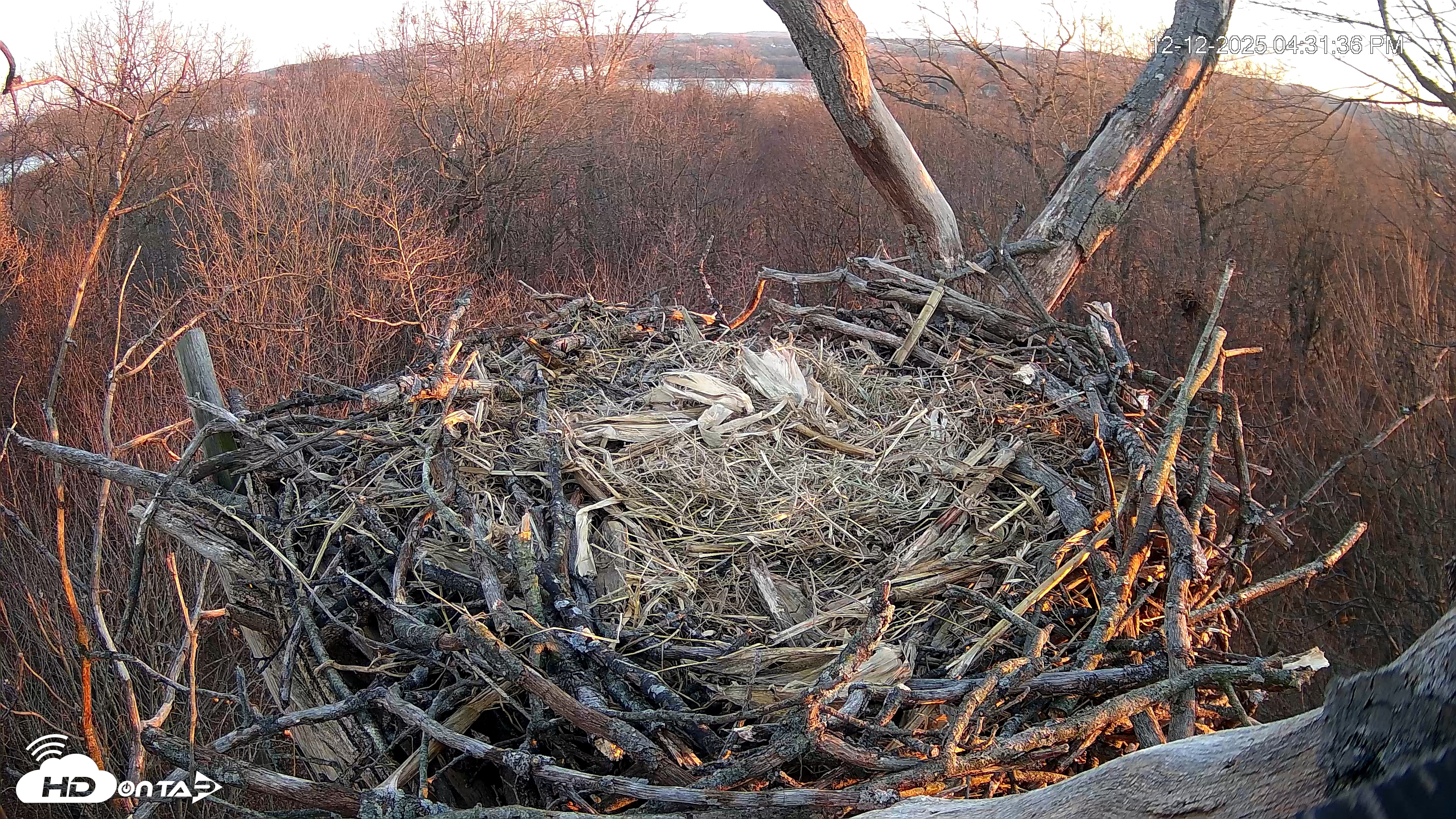 Snapshot of Hanover Eagles Live Cam taken Dec 12, 2025, 4:32pm EST