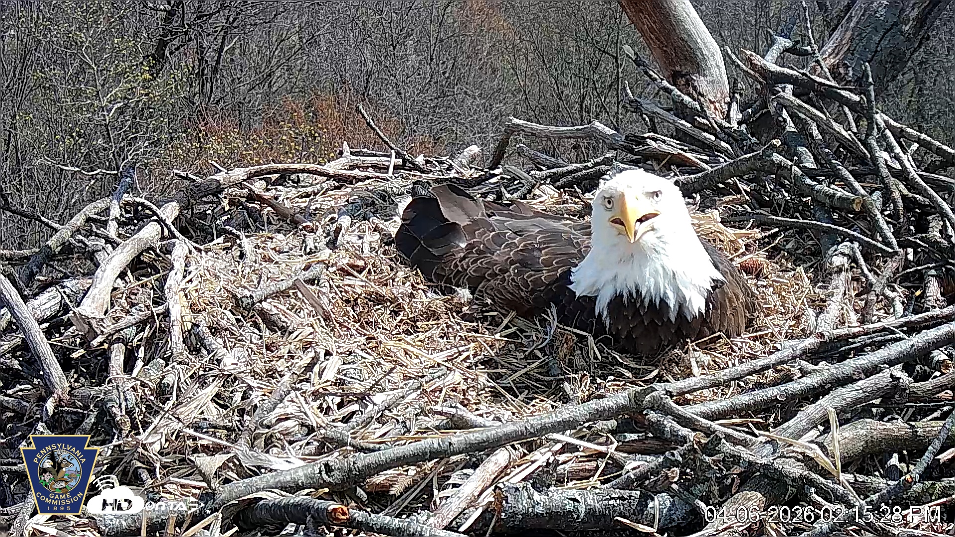 Snapshot of Hanover Eagles Live Cam taken Apr 6, 2026, 2:16pm EDT