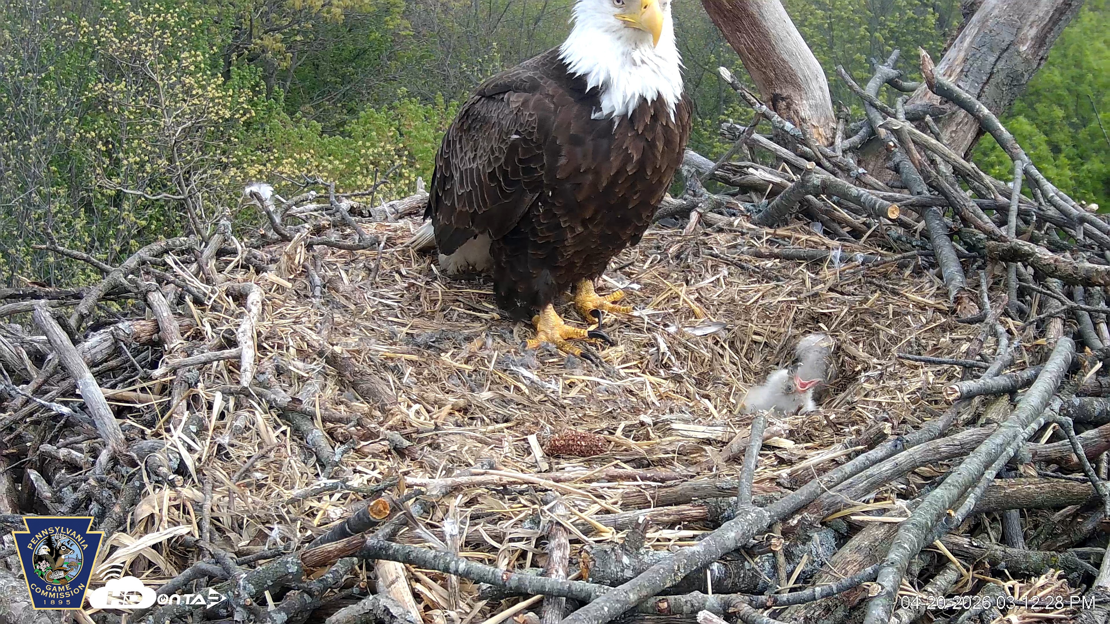Snapshot of Hanover Eagles Live Cam taken Apr 20, 2026, 3:12pm EDT