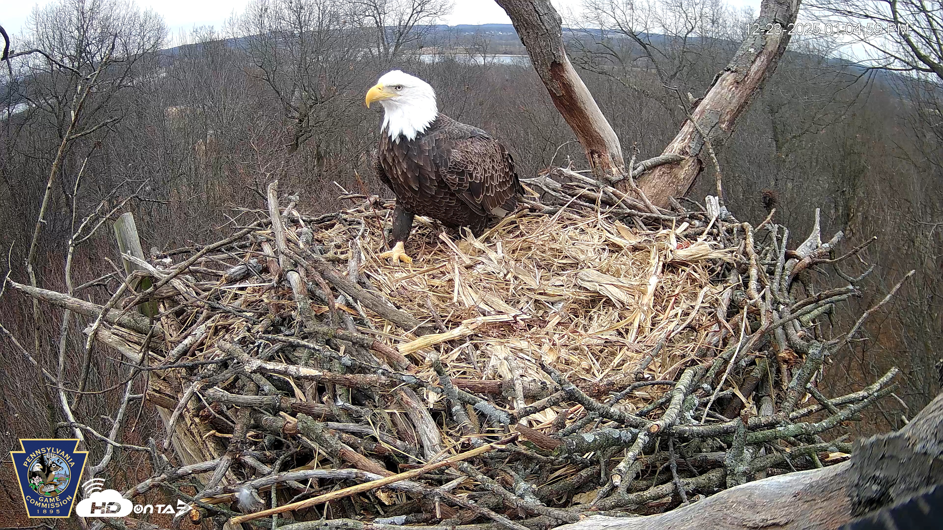Snapshot of Hanover Eagles Live Cam taken Dec 23, 2025, 1:05pm EST