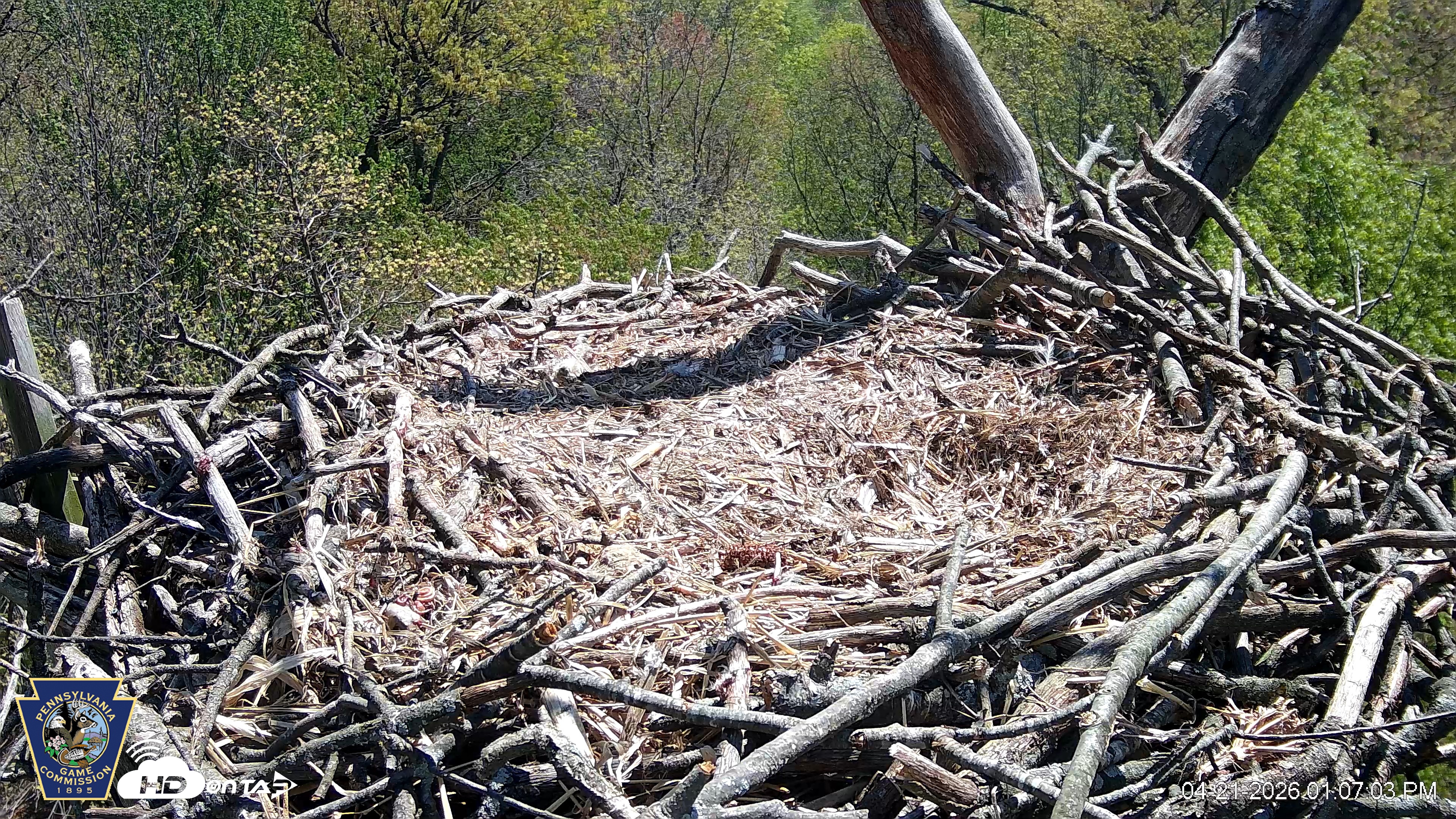 Snapshot of Hanover Eagles Live Cam taken Apr 21, 2026, 1:07pm EDT