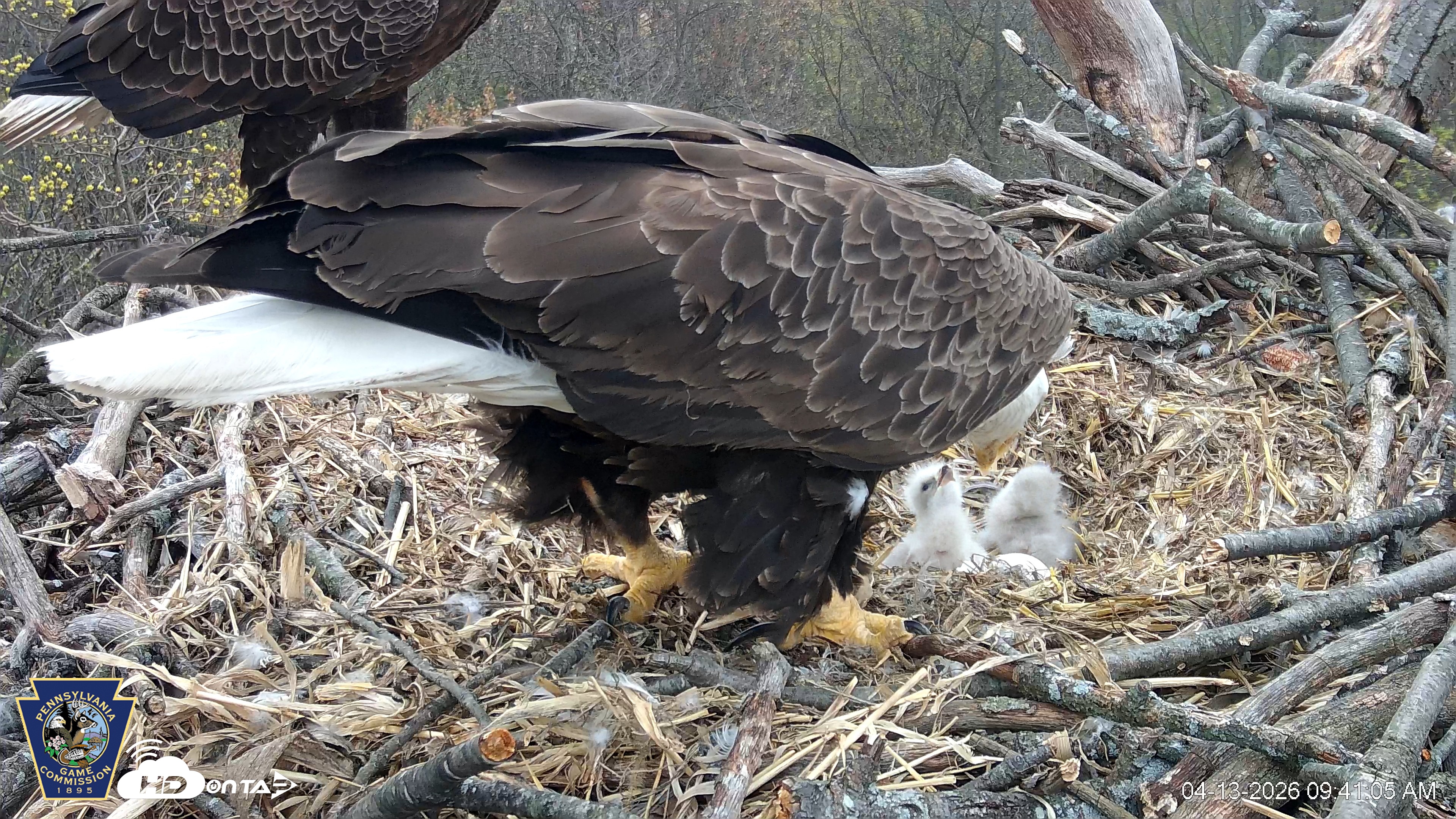 Snapshot of Hanover Eagles Live Cam taken Apr 13, 2026, 9:41am EDT