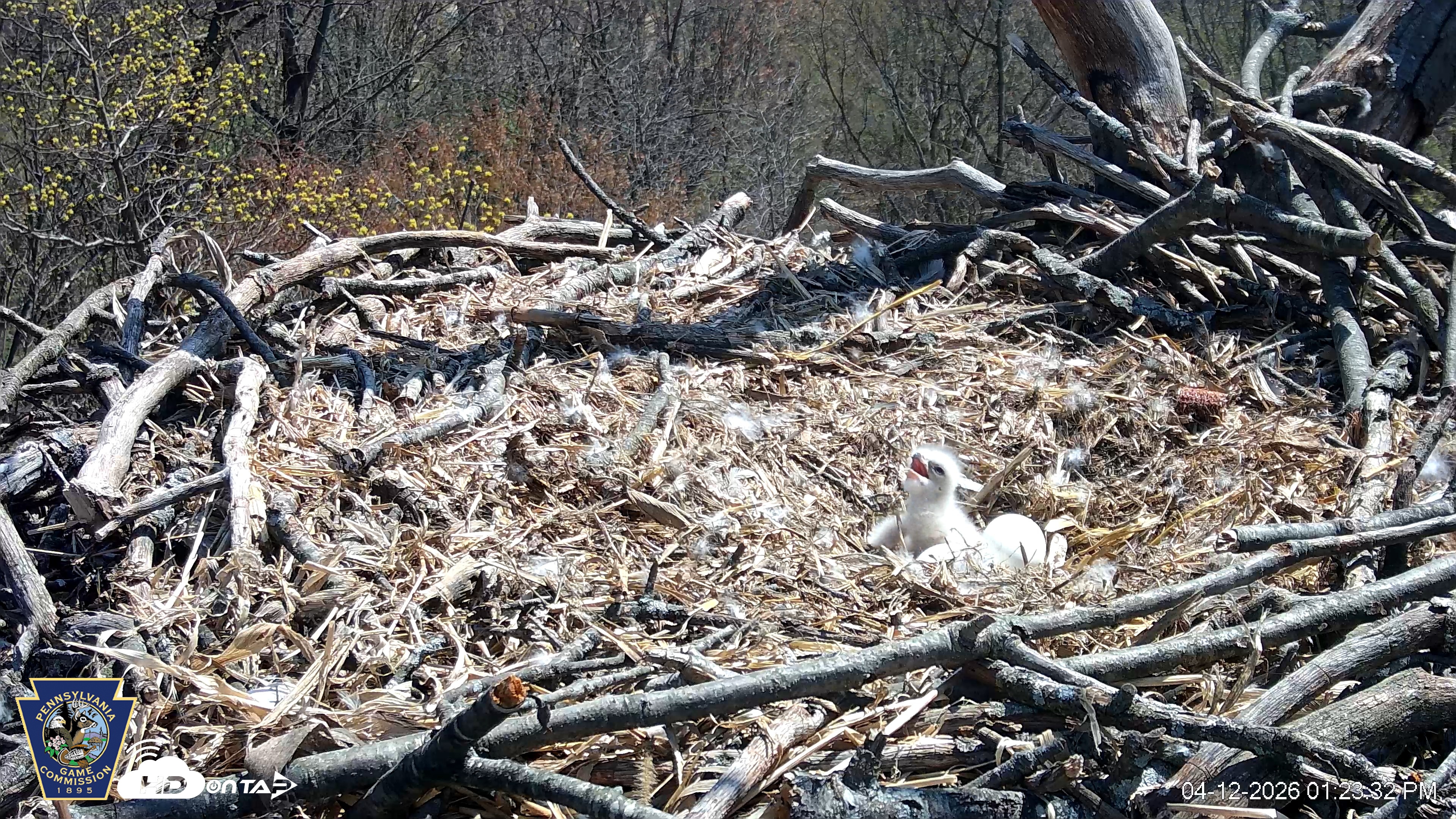 Snapshot of Hanover Eagles Live Cam taken Apr 12, 2026, 1:24pm EDT