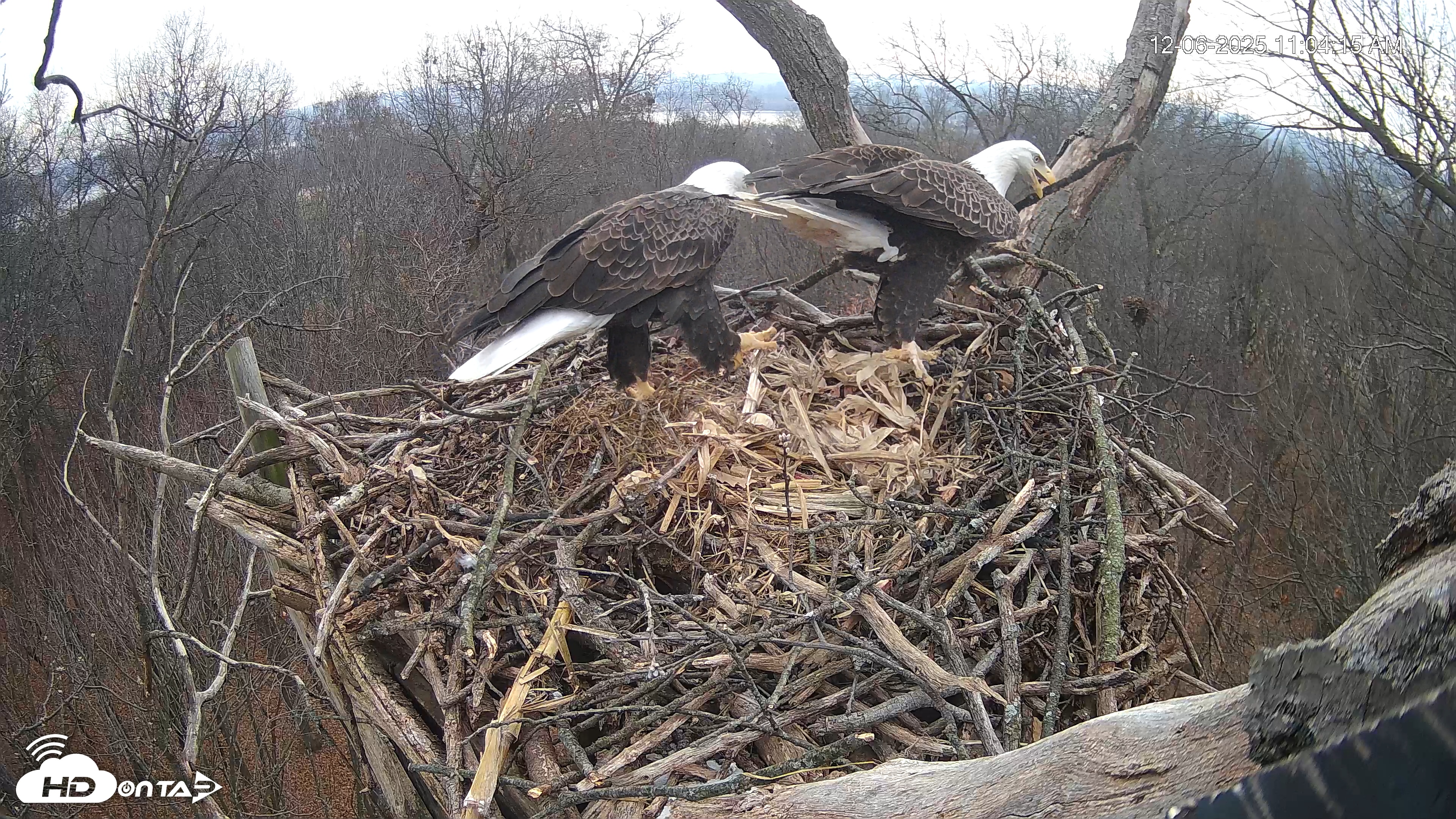 Snapshot of Hanover Eagles Live Cam taken Dec 6, 2025, 11:04am EST