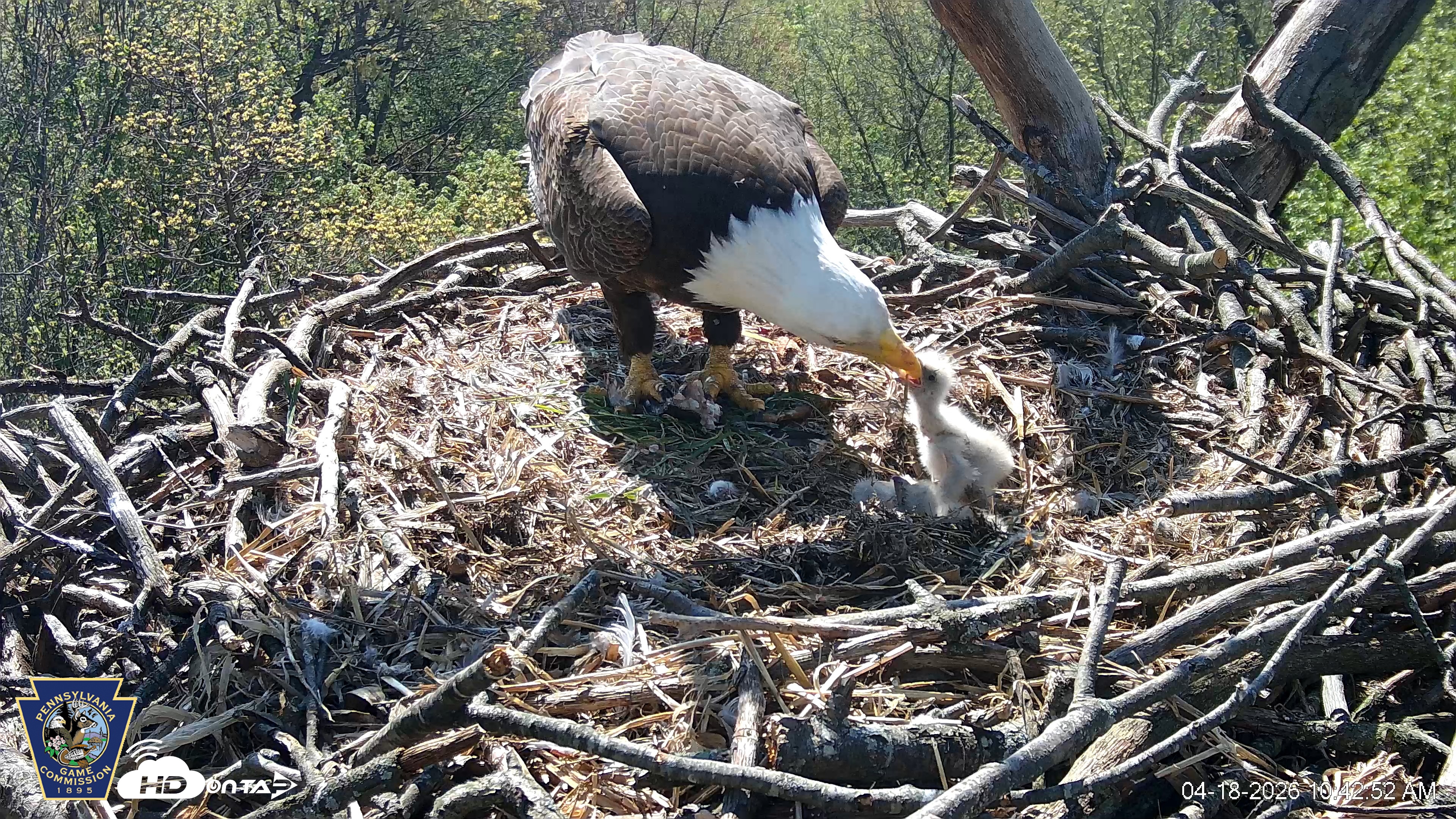 Snapshot of Hanover Eagles Live Cam taken Apr 18, 2026, 10:42am EDT