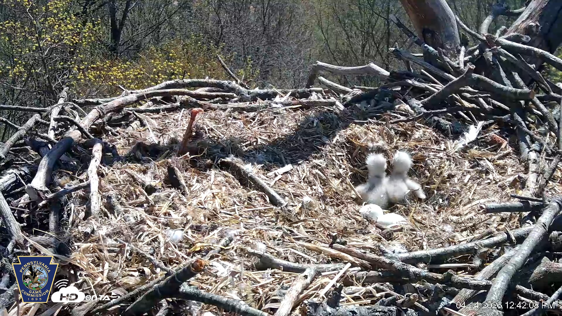 Snapshot of Hanover Eagles Live Cam taken Apr 14, 2026, 12:42pm EDT