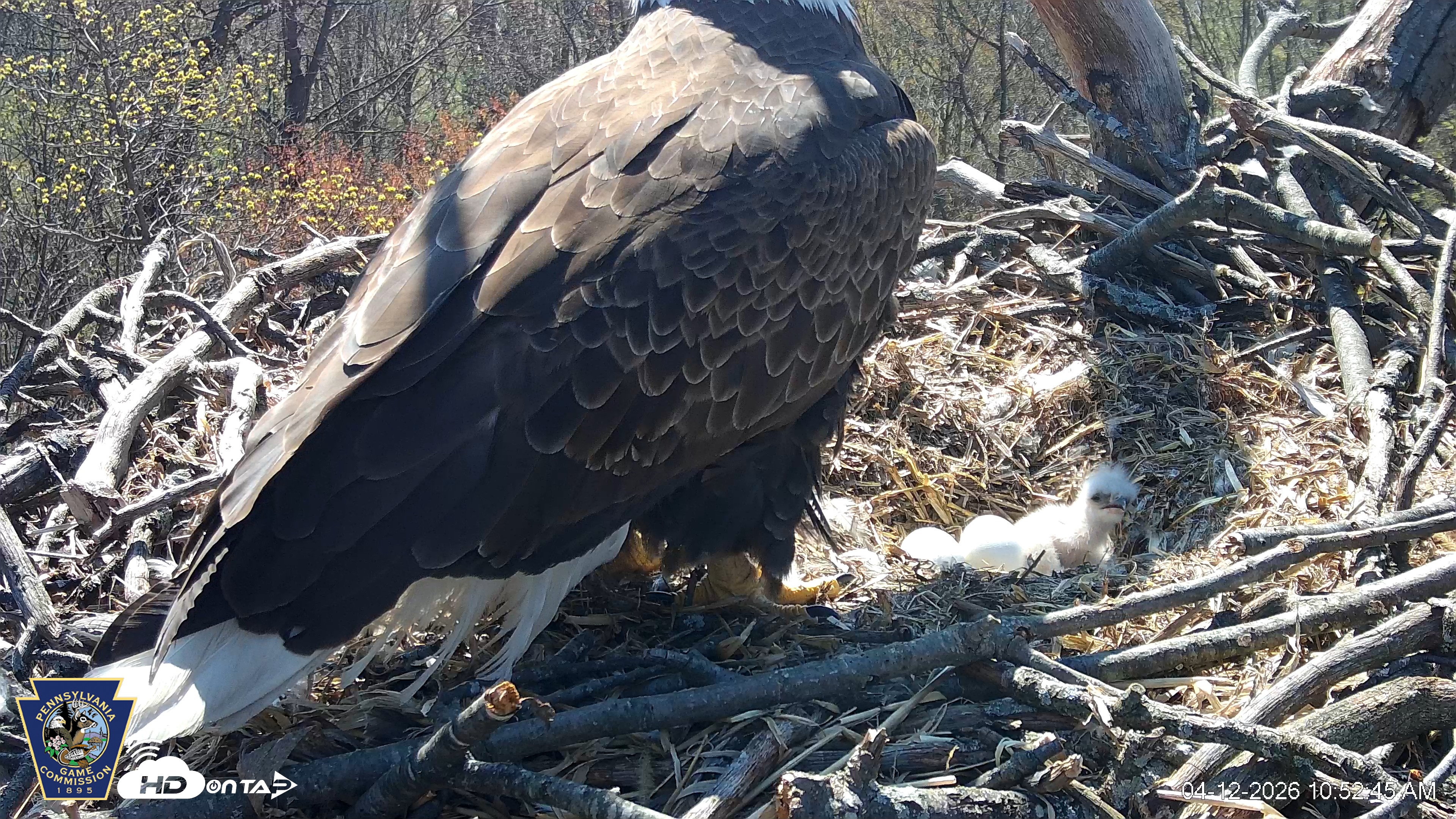 Snapshot of Hanover Eagles Live Cam taken Apr 12, 2026, 10:53am EDT