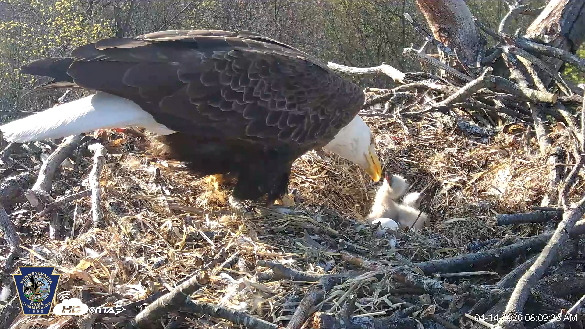Snapshot of Hanover Eagles Live Cam taken Apr 14, 2026, 8:09am EDT