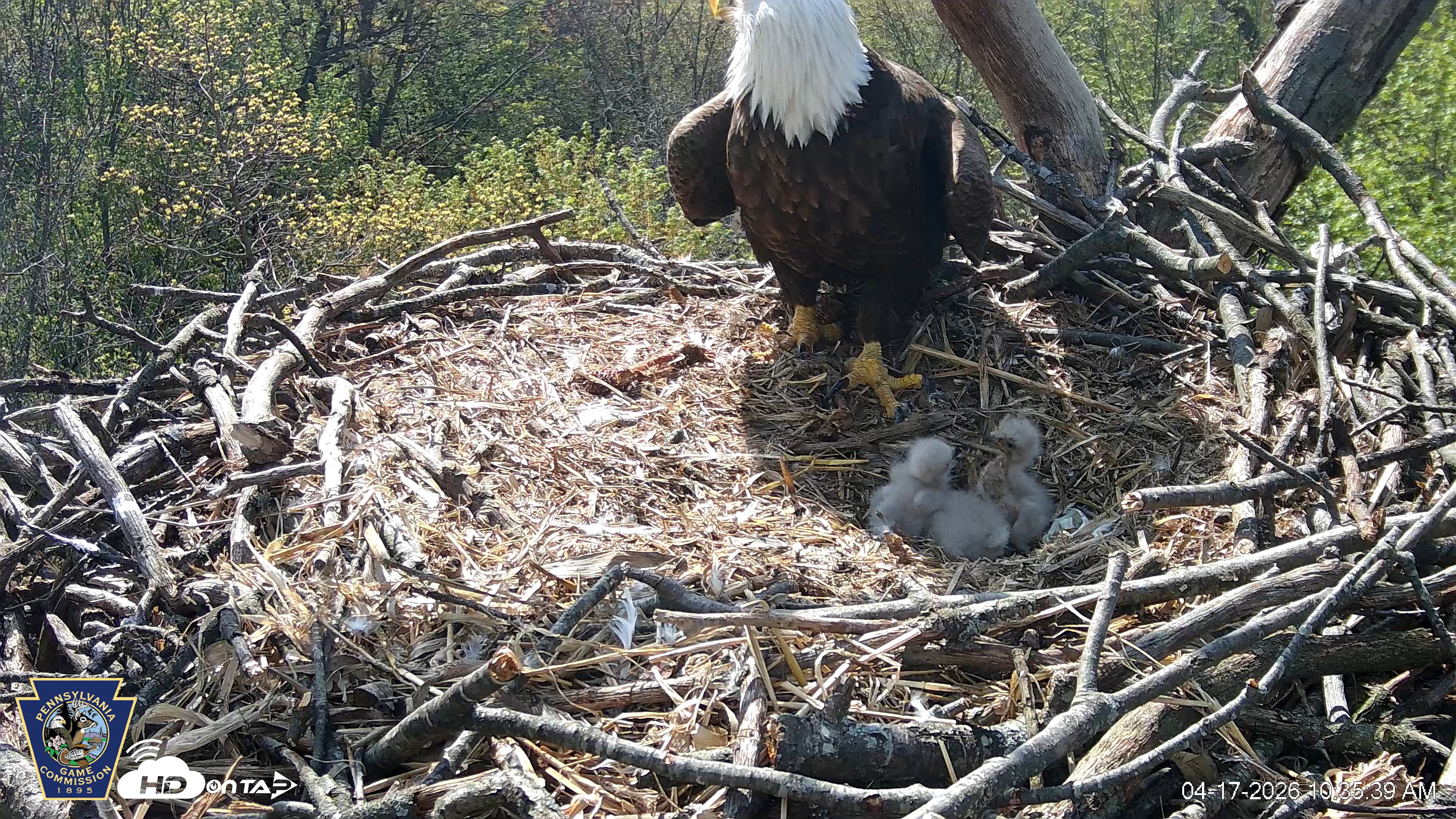 Snapshot of Hanover Eagles Live Cam taken Apr 17, 2026, 10:36am EDT