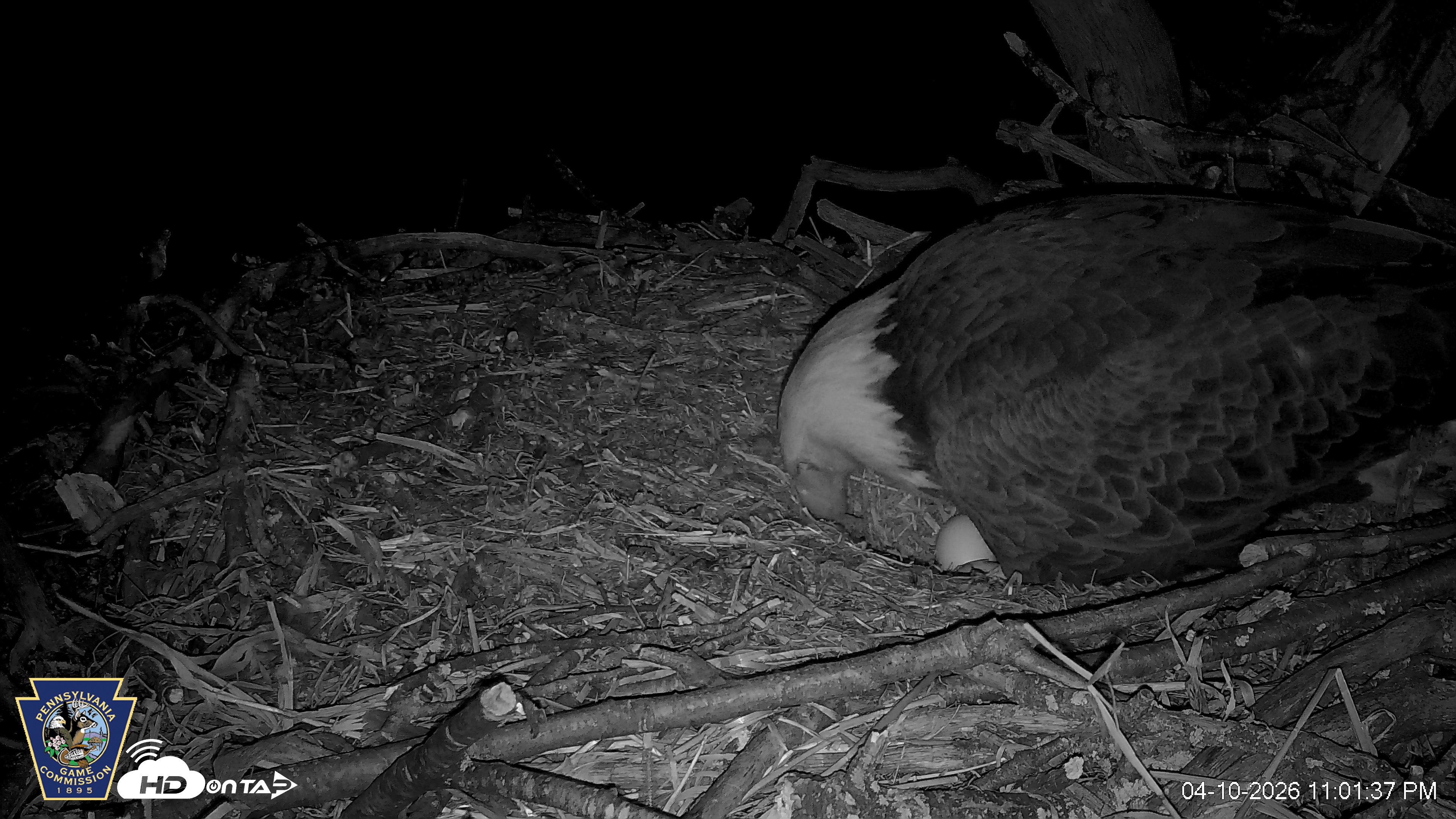 Snapshot of Hanover Eagles Live Cam taken Apr 10, 2026, 11:02pm EDT