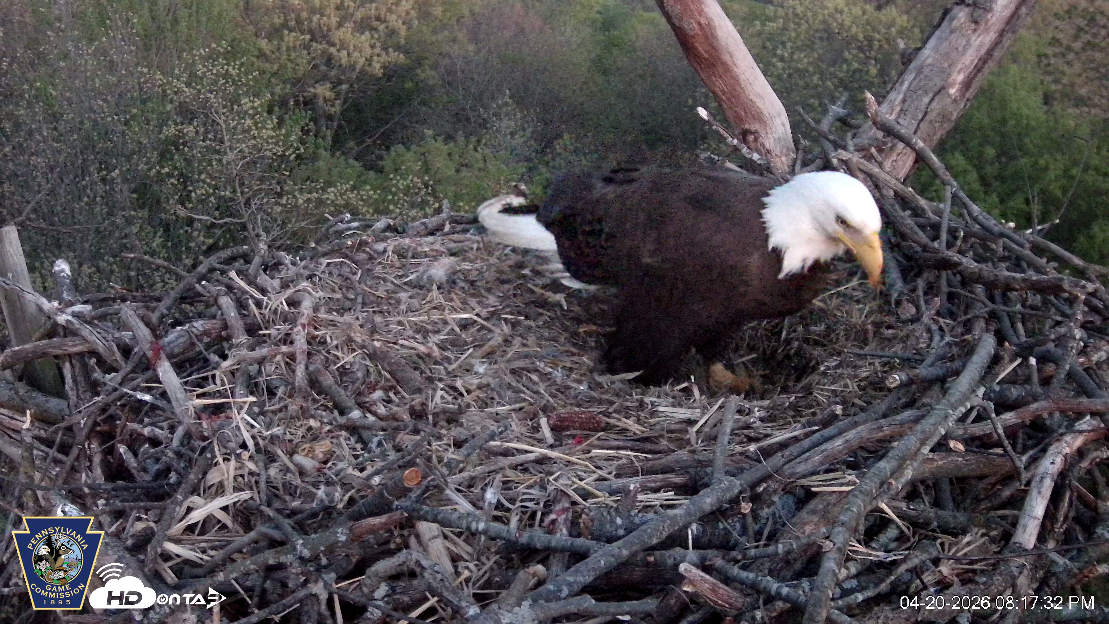 Snapshot of Hanover Eagles Live Cam taken Apr 20, 2026, 8:17pm EDT