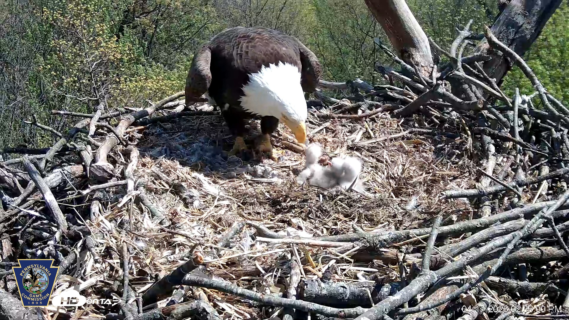 Snapshot of Hanover Eagles Live Cam taken Apr 17, 2026, 2:36pm EDT