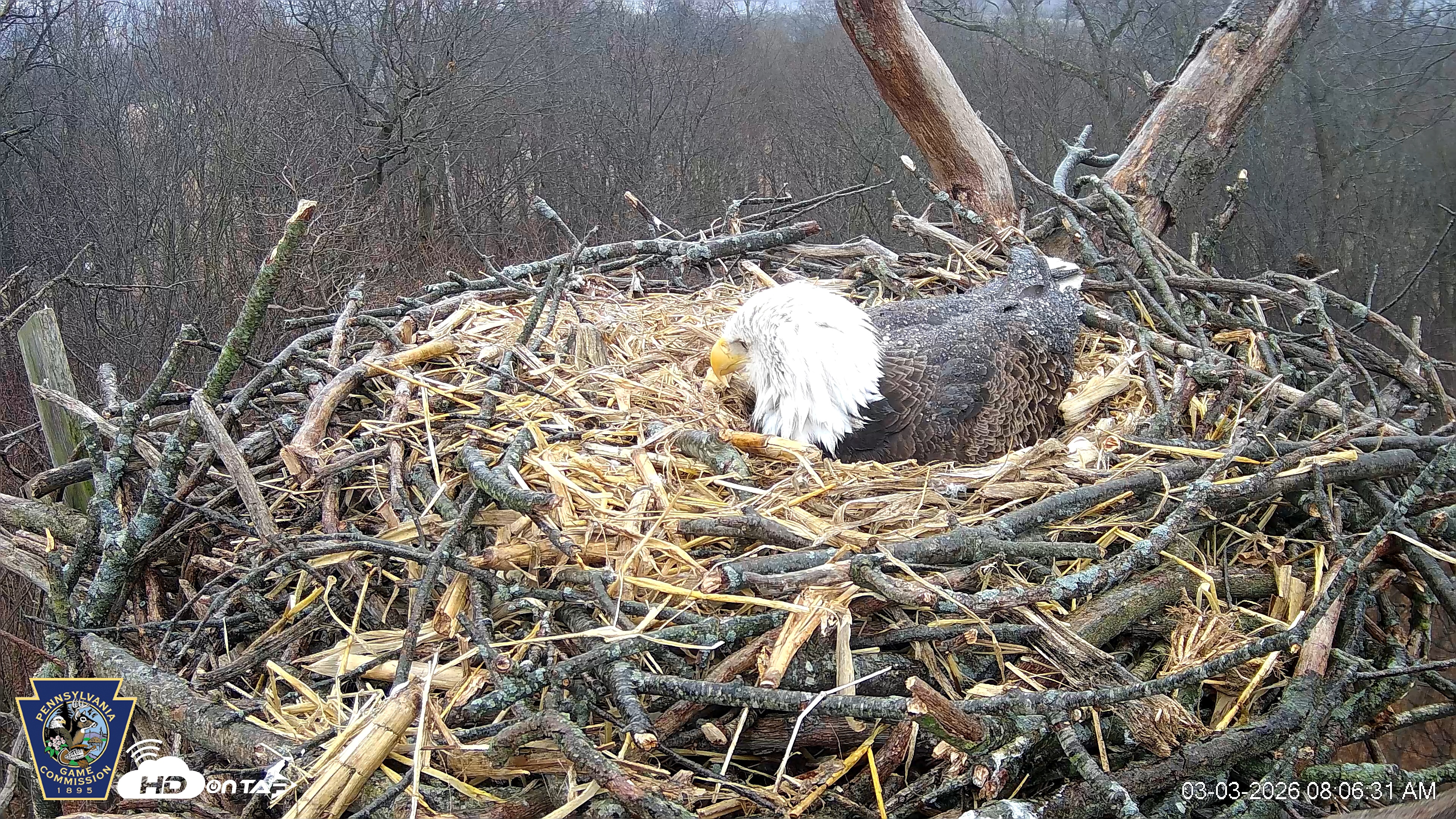 Snapshot of Hanover Eagles Live Cam taken Mar 3, 2026, 8:06am EST