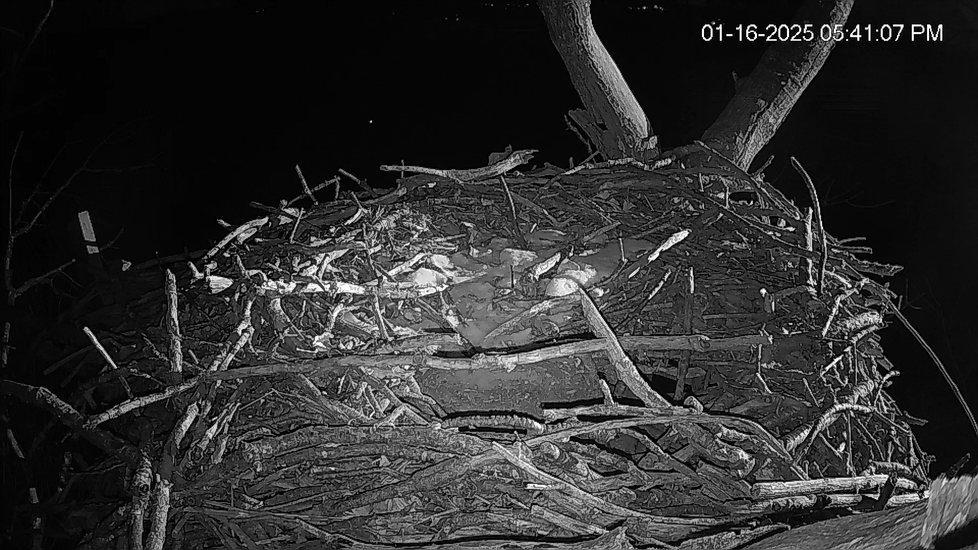 Snapshot of Hanover Eagles Live Cam taken Jan 16, 2025, 5:41pm EST