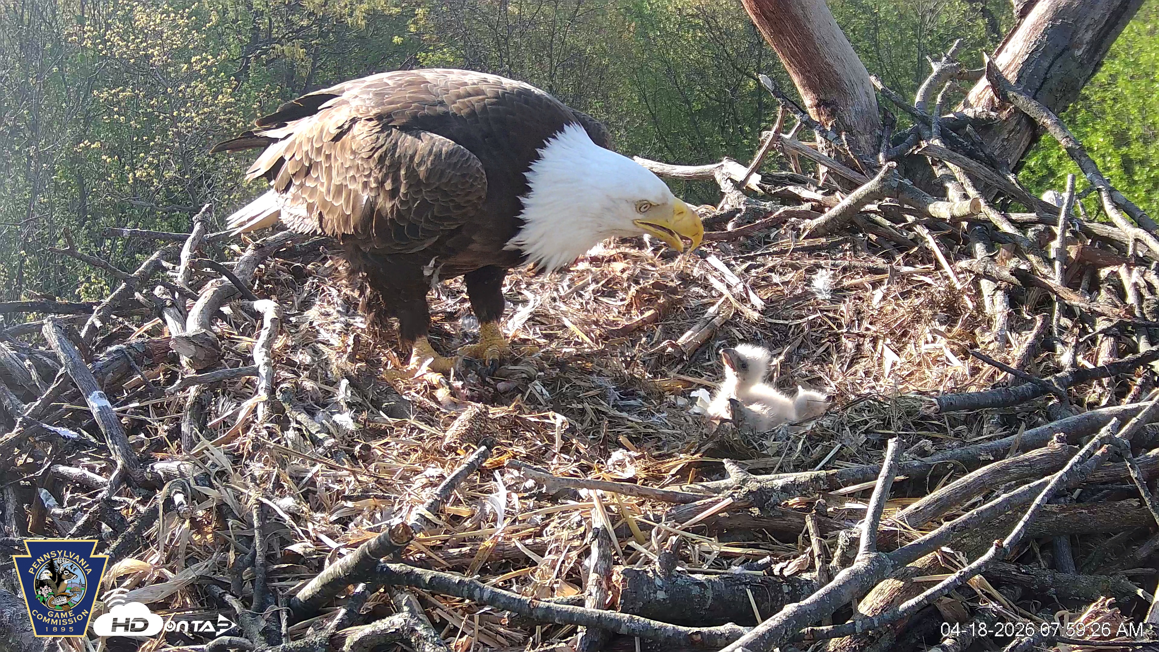 Snapshot of Hanover Eagles Live Cam taken Apr 18, 2026, 7:59am EDT