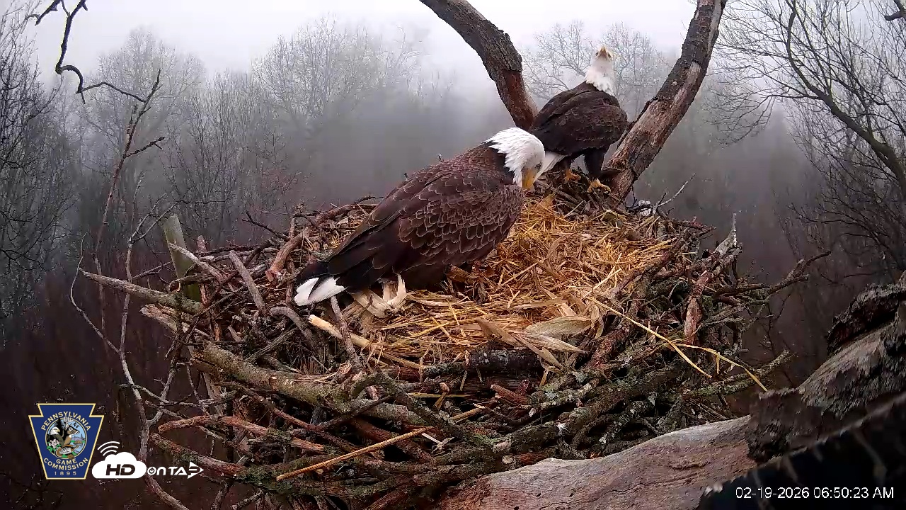 Snapshot of Hanover Eagles Live Cam taken Feb 19, 2026, 6:50am EST