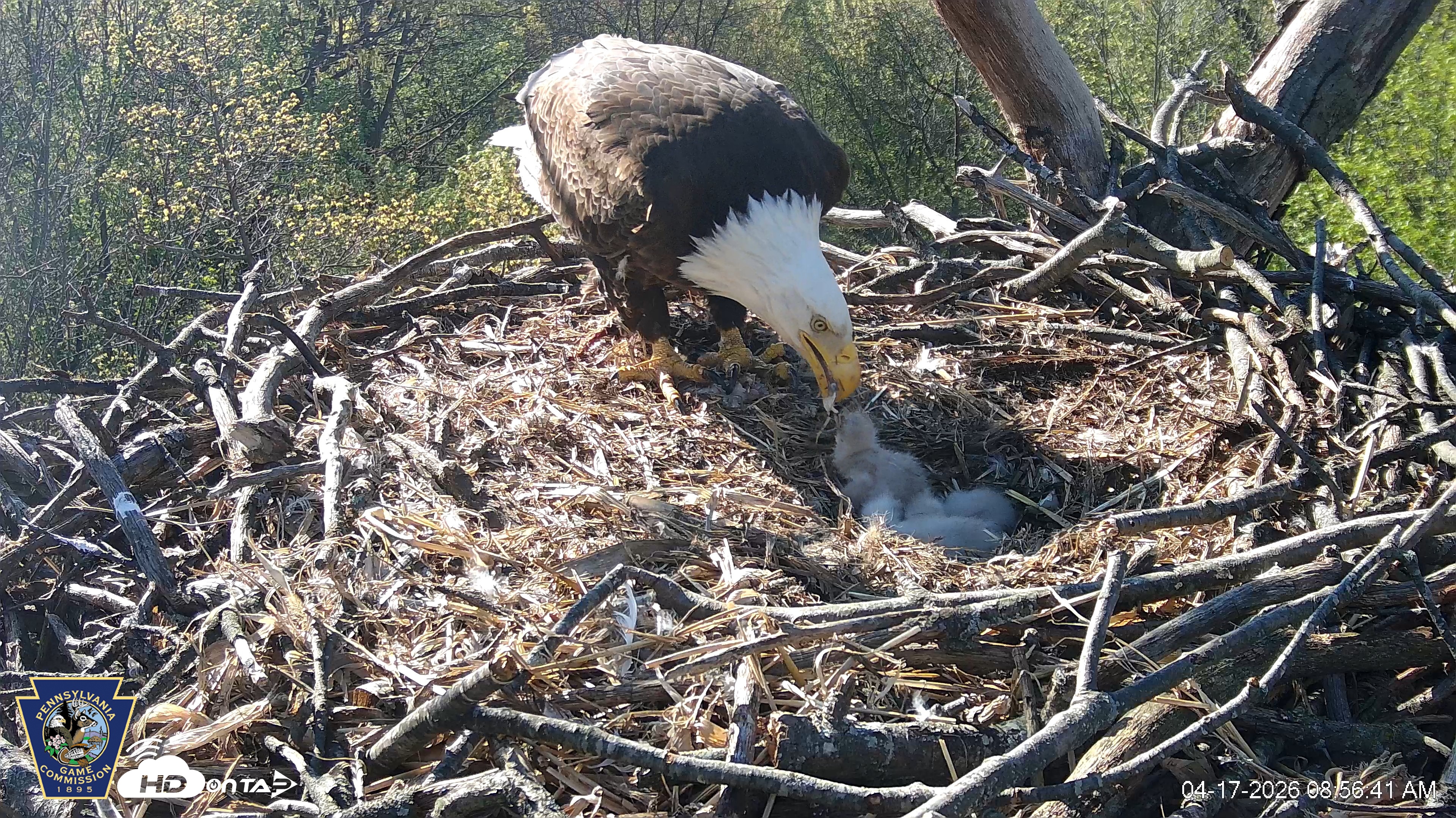 Snapshot of Hanover Eagles Live Cam taken Apr 17, 2026, 8:57am EDT