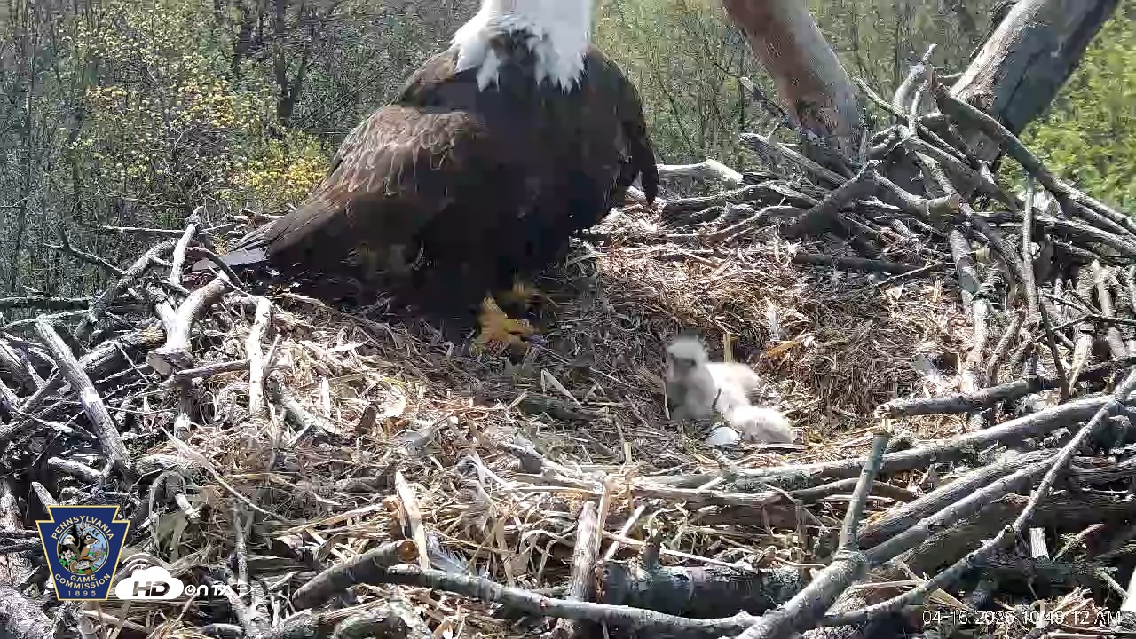 Snapshot of Hanover Eagles Live Cam taken Apr 16, 2026, 10:49am EDT