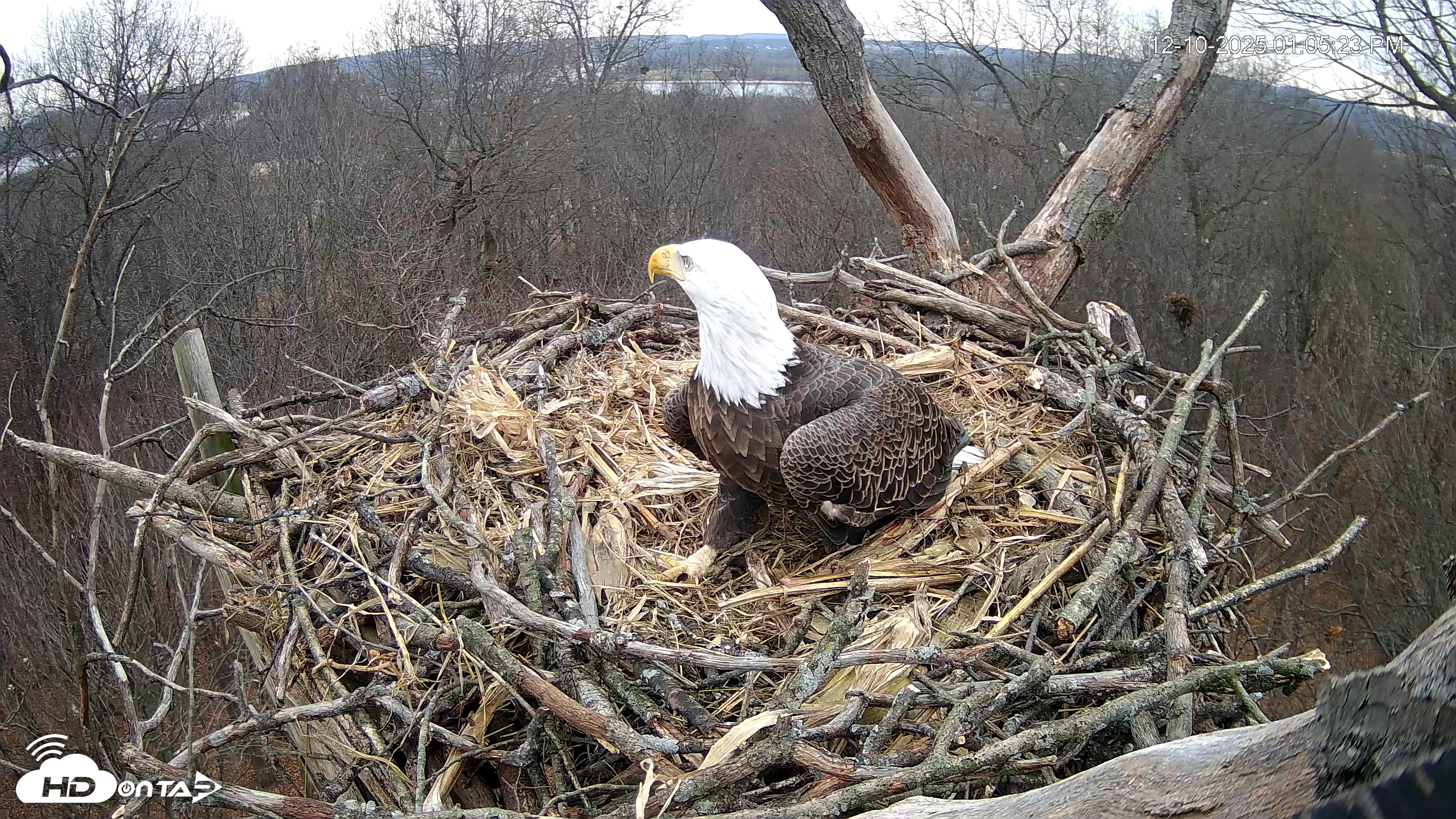 Snapshot of Hanover Eagles Live Cam taken Dec 10, 2025, 1:06pm EST