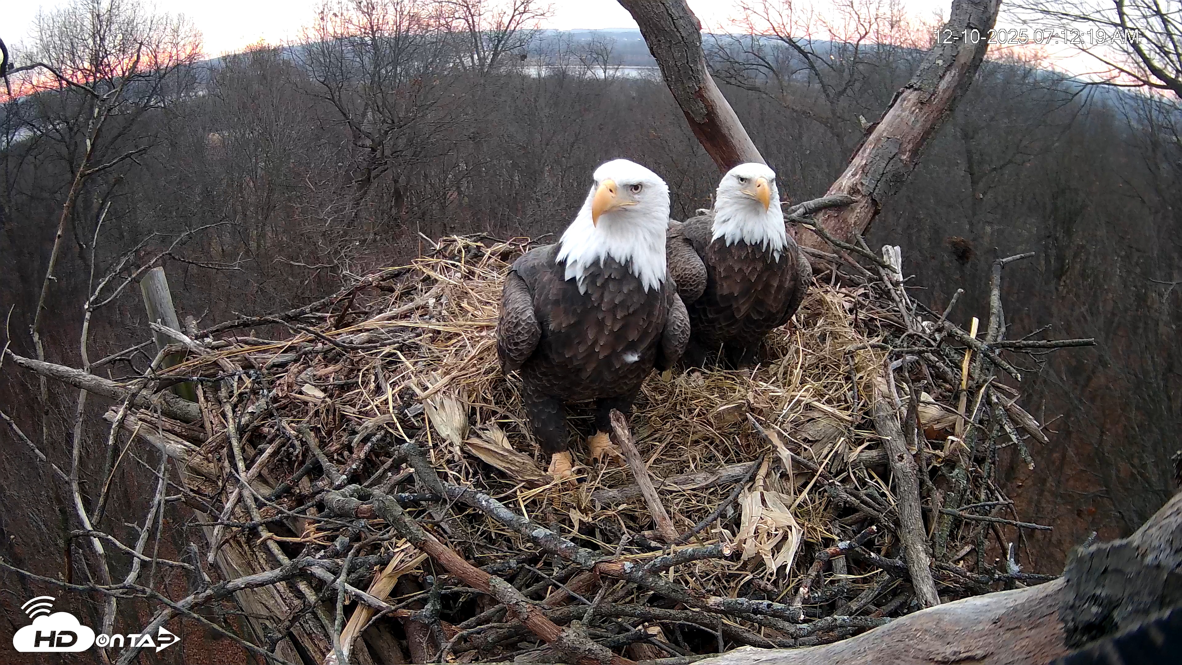 Snapshot of Hanover Eagles Live Cam taken Dec 10, 2025, 7:13am EST