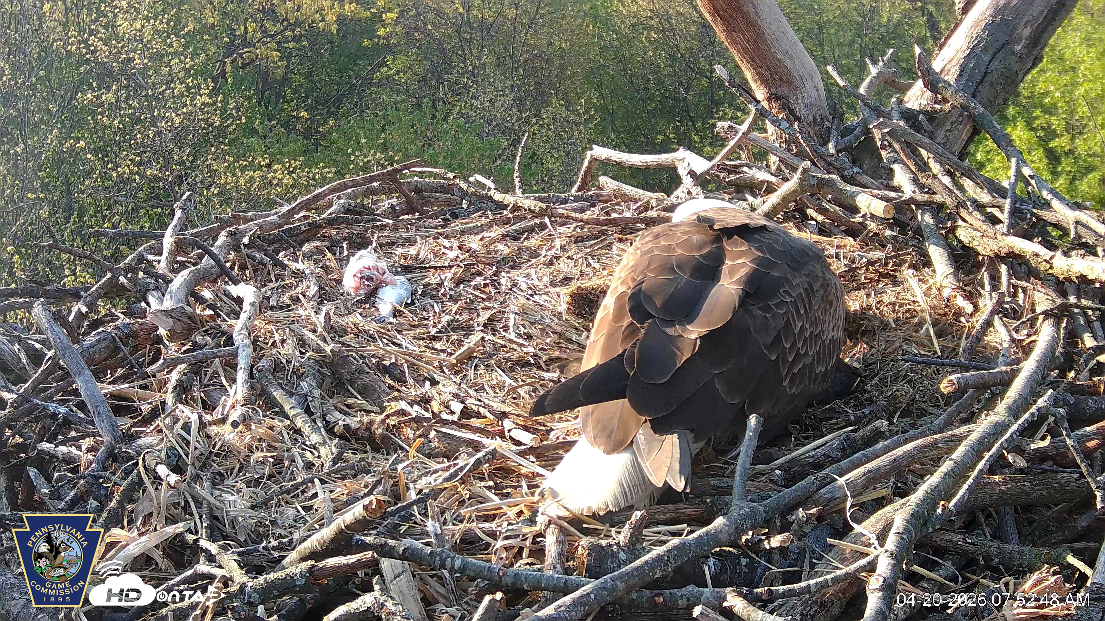 Snapshot of Hanover Eagles Live Cam taken Apr 20, 2026, 7:52am EDT