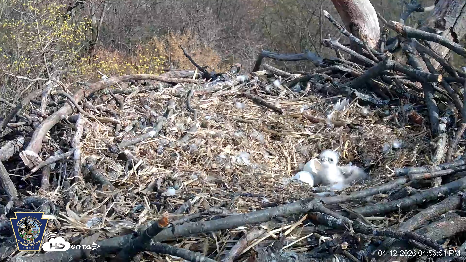 Snapshot of Hanover Eagles Live Cam taken Apr 12, 2026, 4:57pm EDT