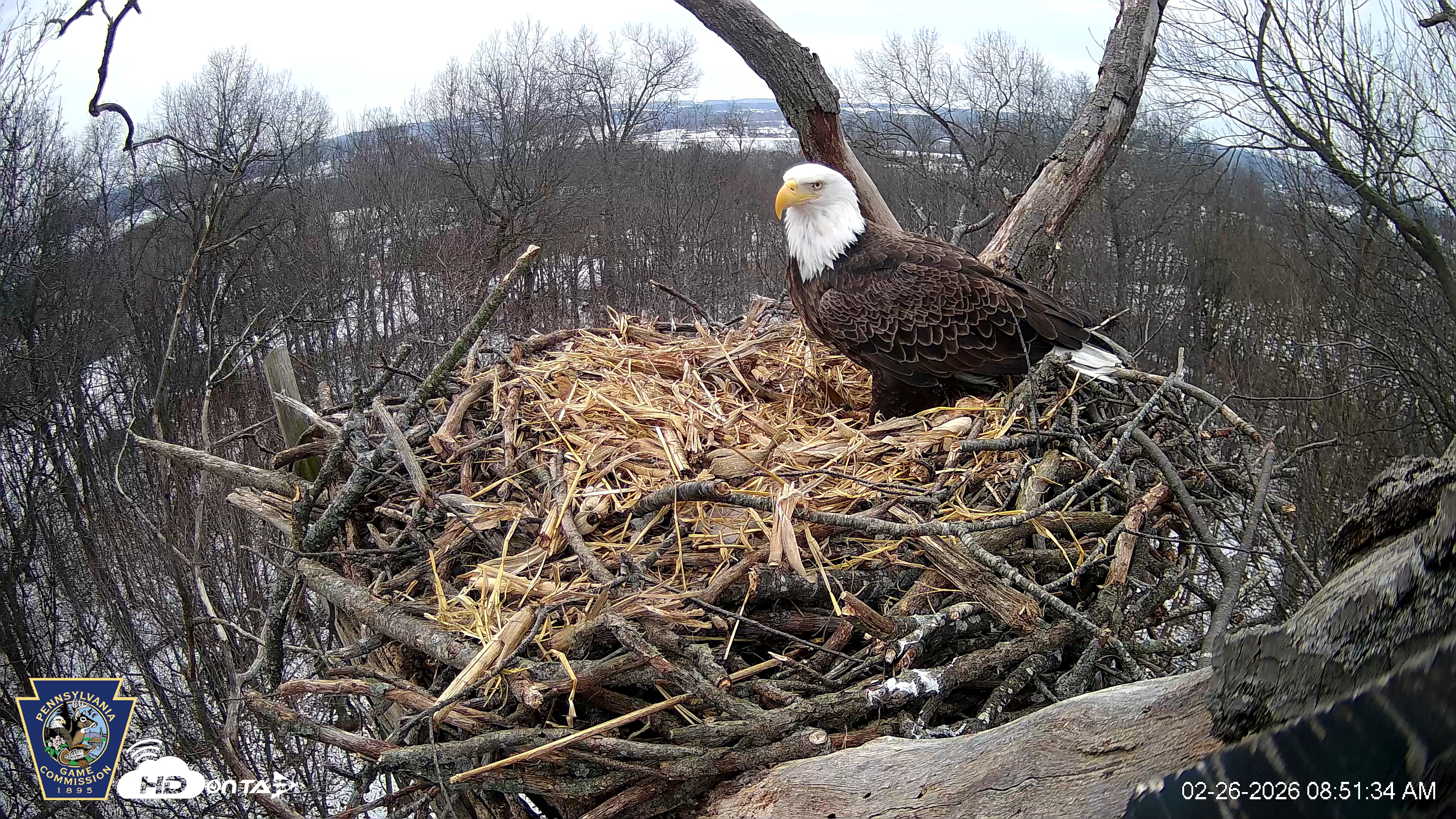 Snapshot of Hanover Eagles Live Cam taken Feb 26, 2026, 8:52am EST