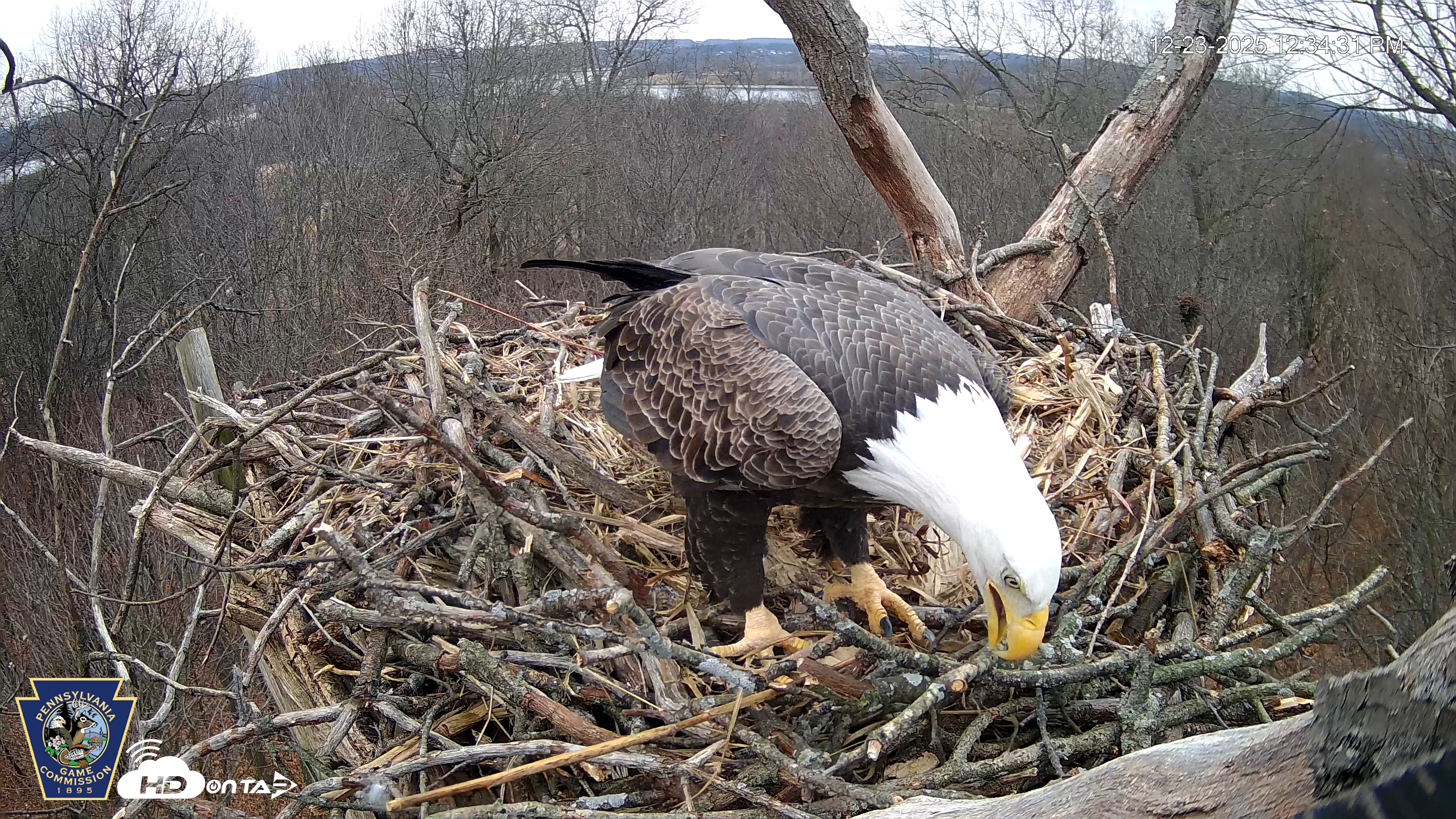 Snapshot of Hanover Eagles Live Cam taken Dec 23, 2025, 12:34pm EST